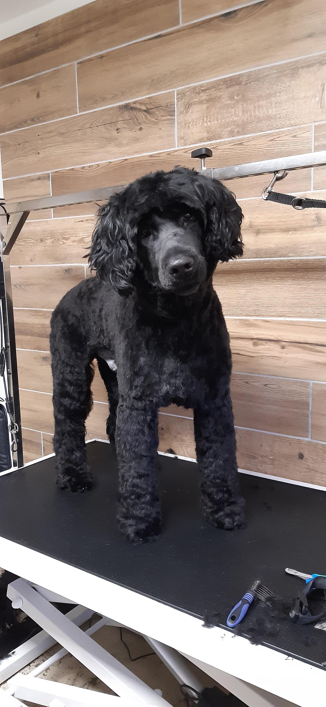 Psí salón Arwen foto 2