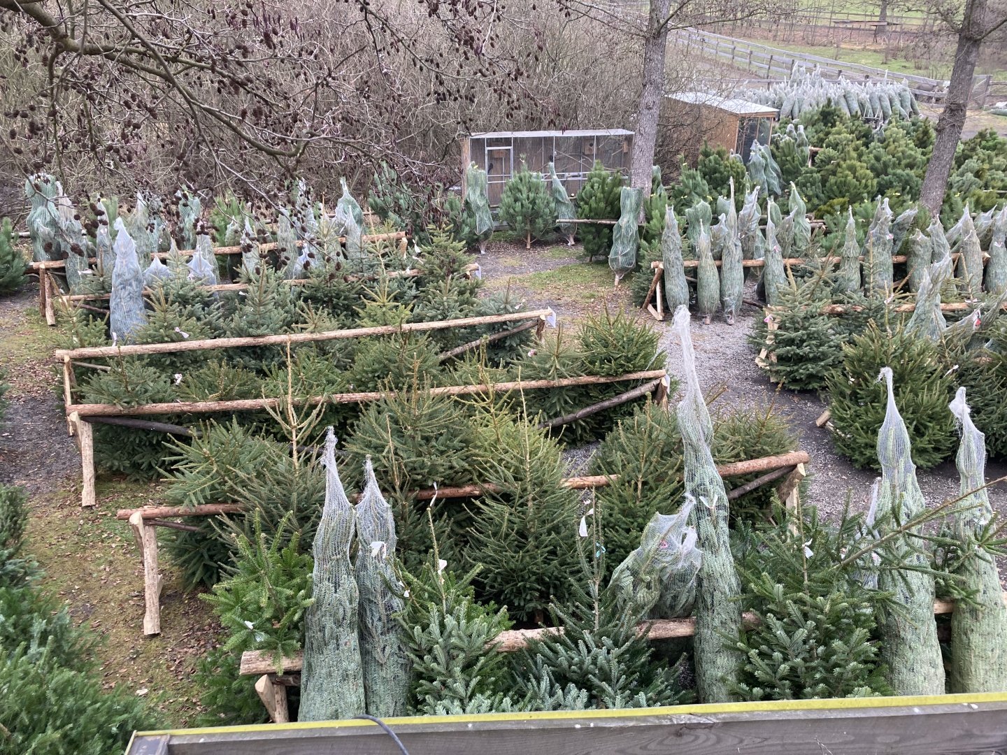 Prodej vánočních stromků - ZOO farma Bohatice foto 6