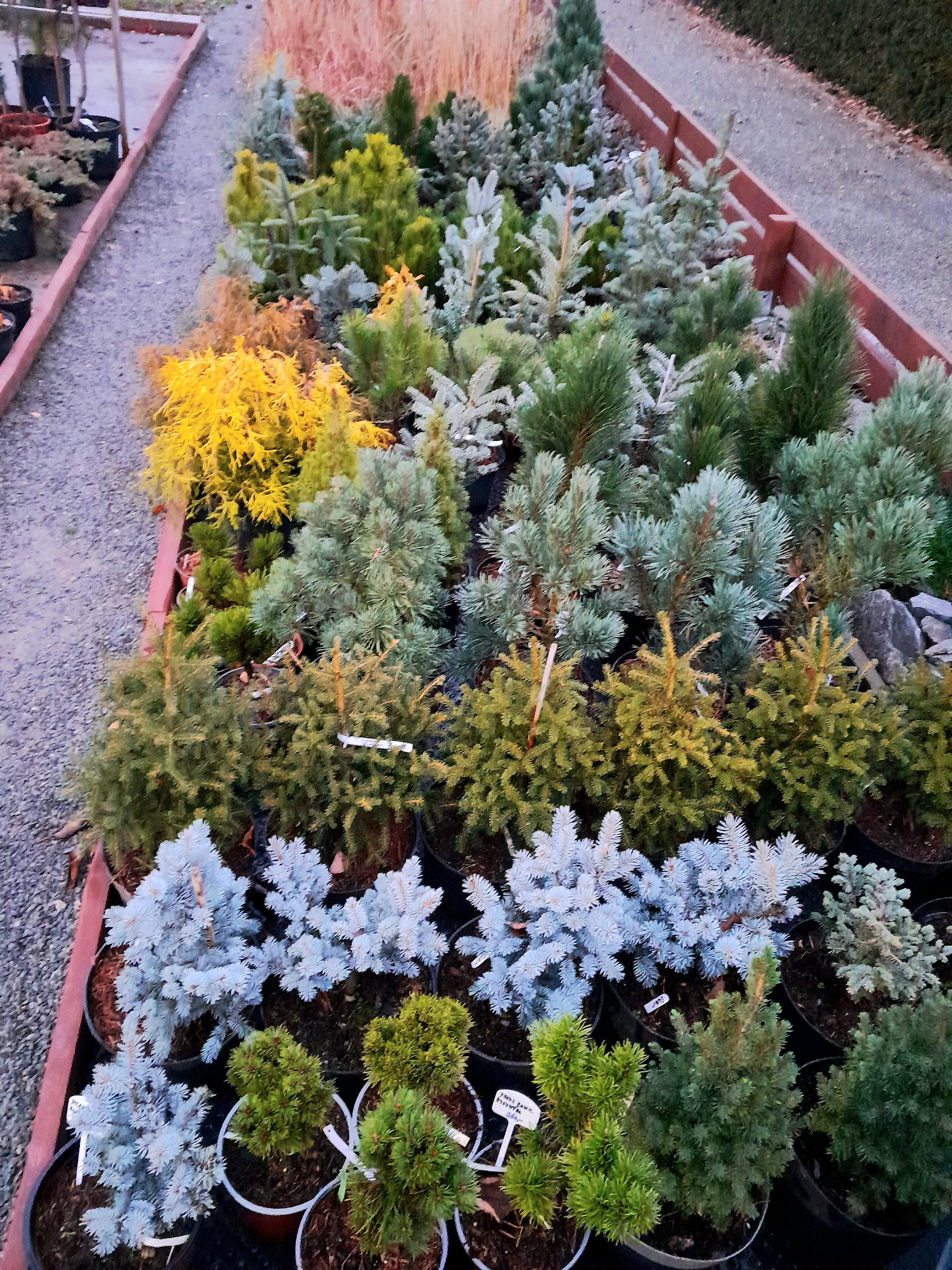 Zahradnická večerka Suchý - Miloš Trefný foto 6