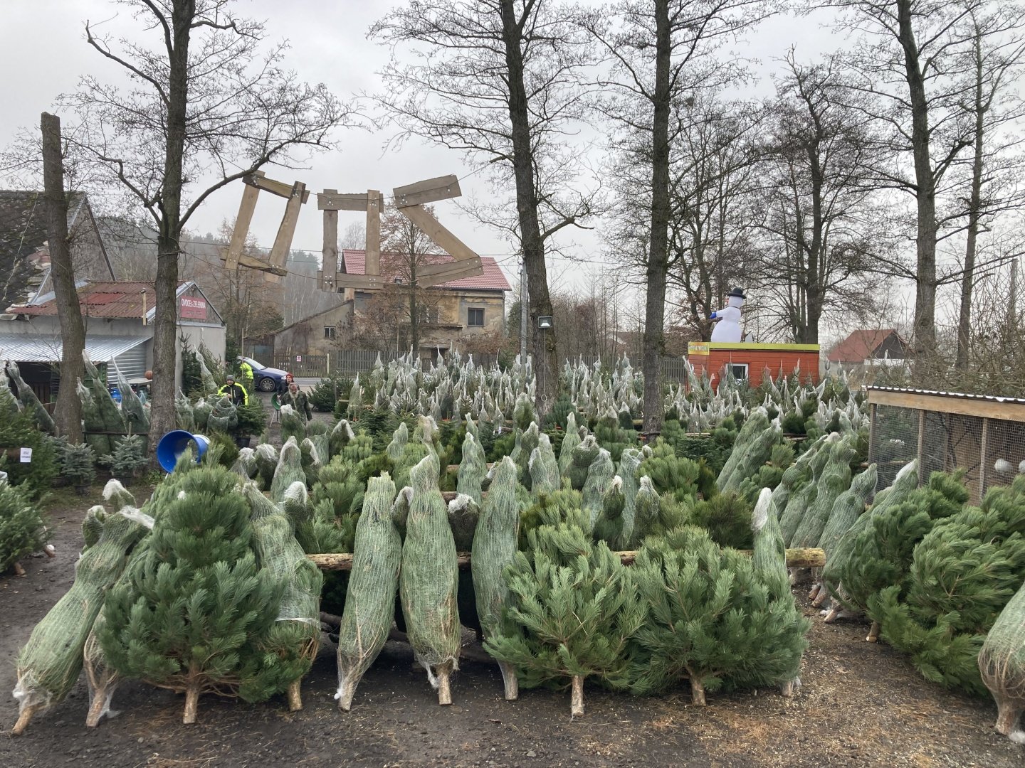 Prodej vánočních stromků - ZOO farma Bohatice foto 2