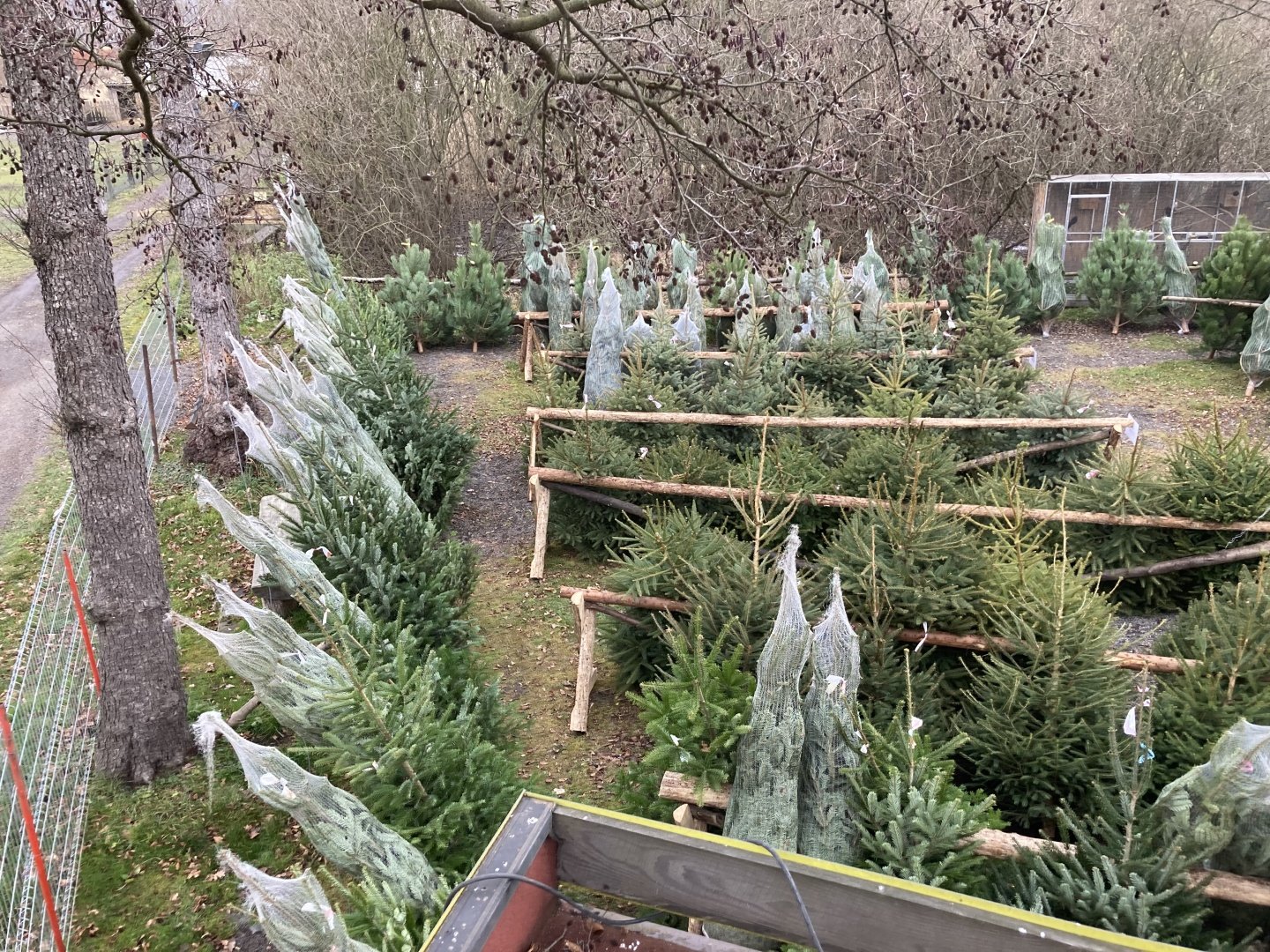 Prodej vánočních stromků - ZOO farma Bohatice foto 5