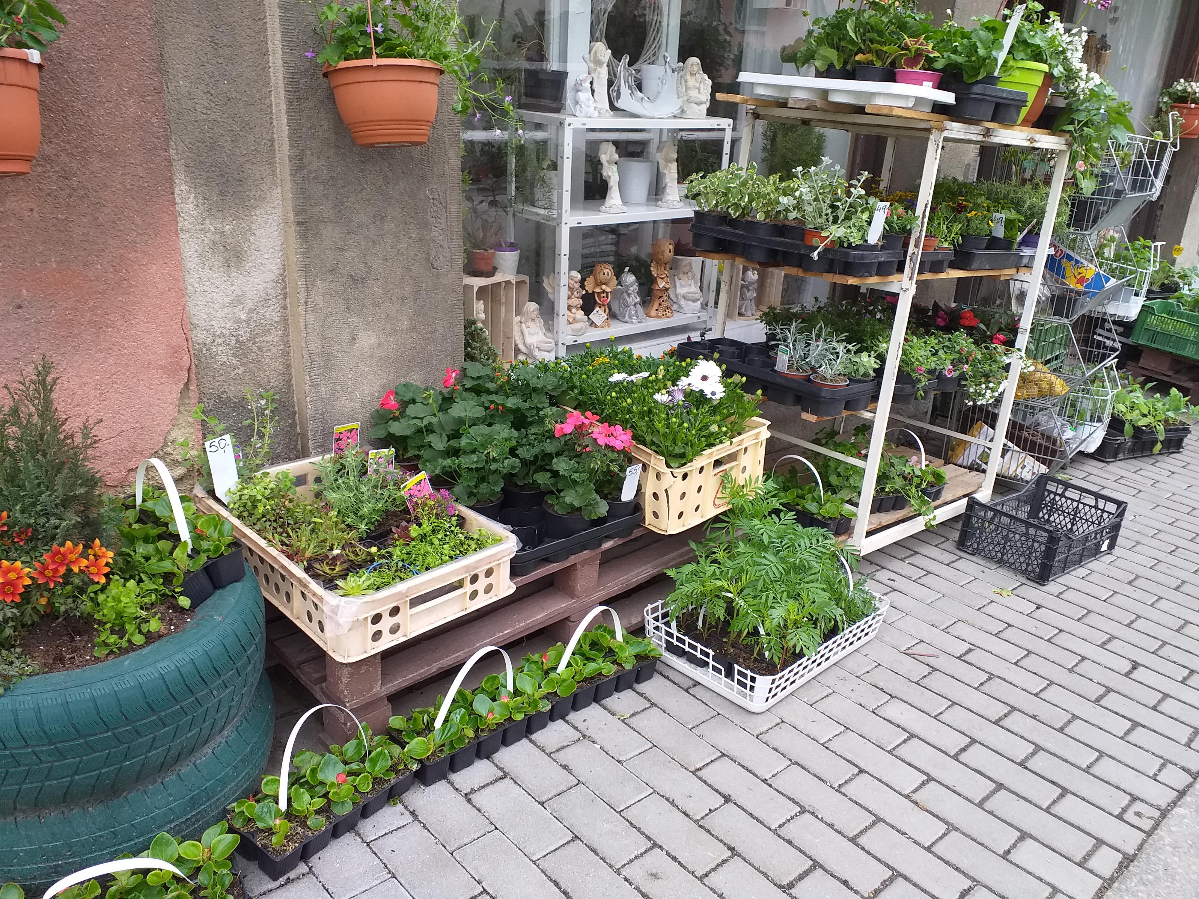 Květiny Stachy foto 2