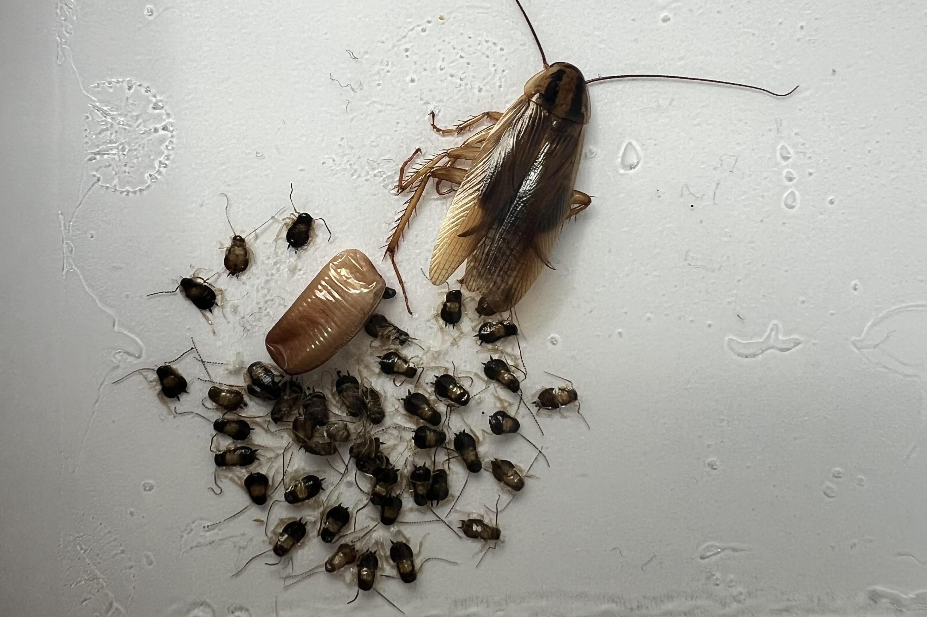 Likvidace švábů a rusů? S námi žádný problém!