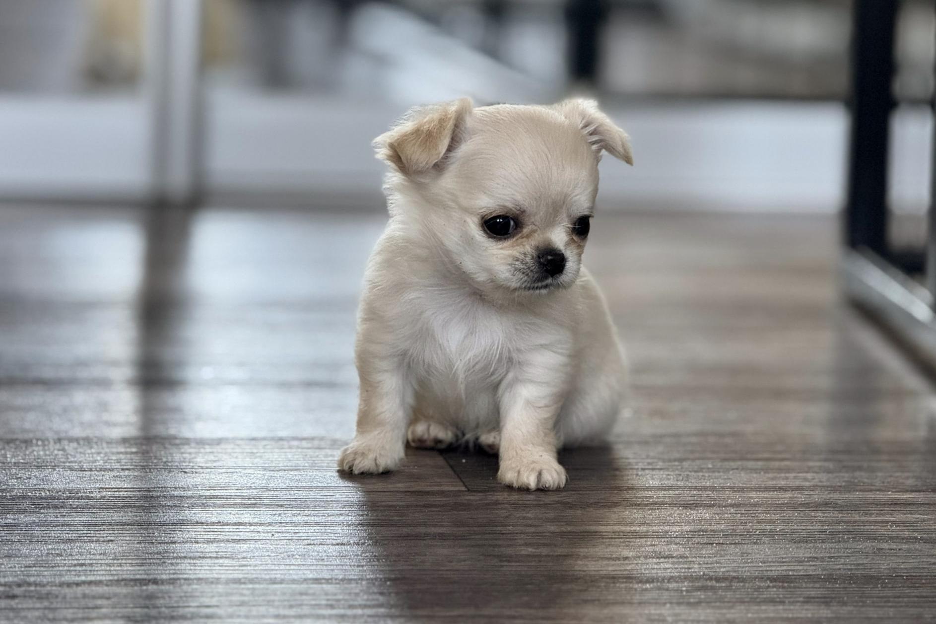 Psí školka Orlík nad Vltavou