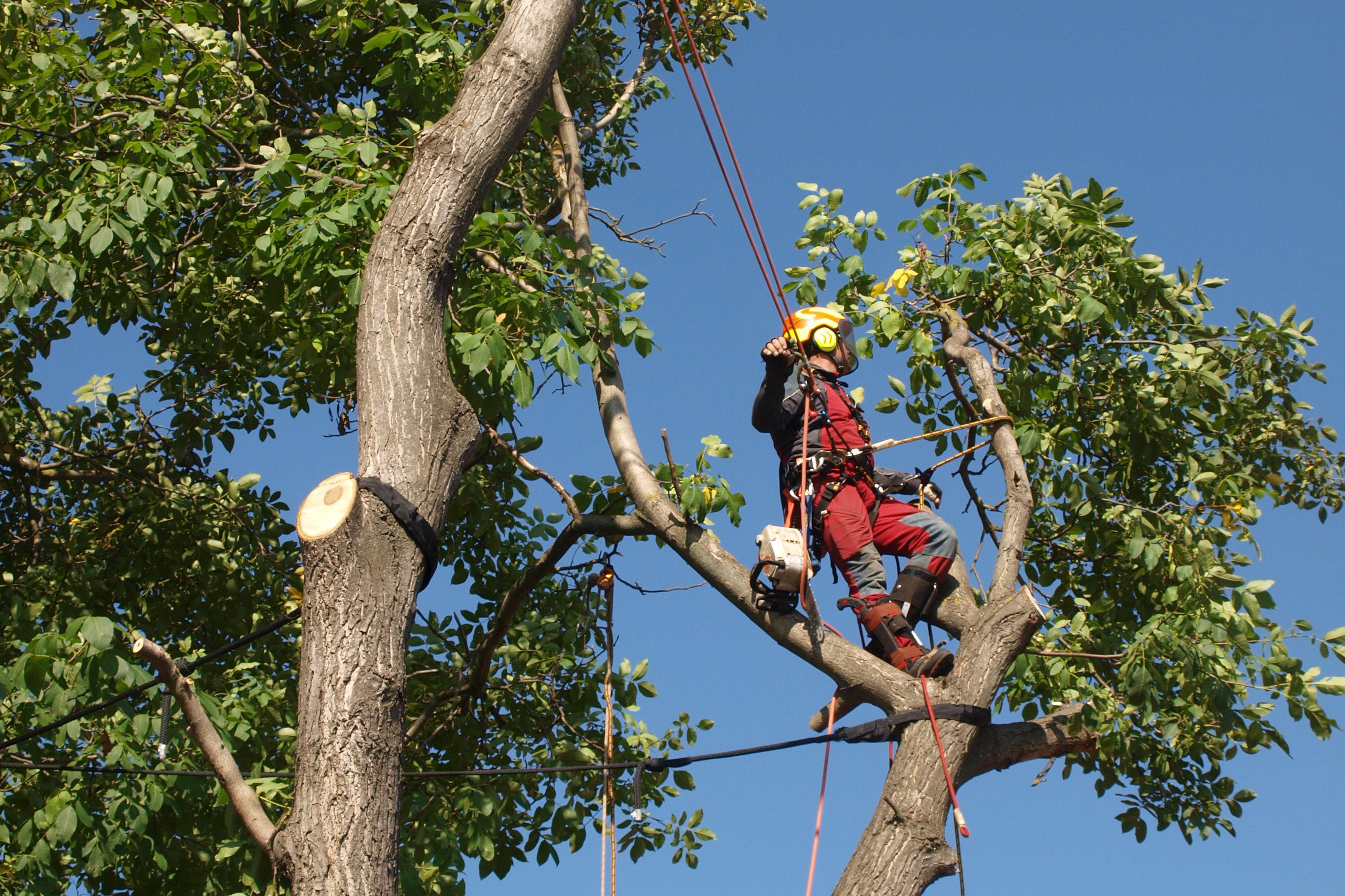 Rizikové kácení a výškové práce