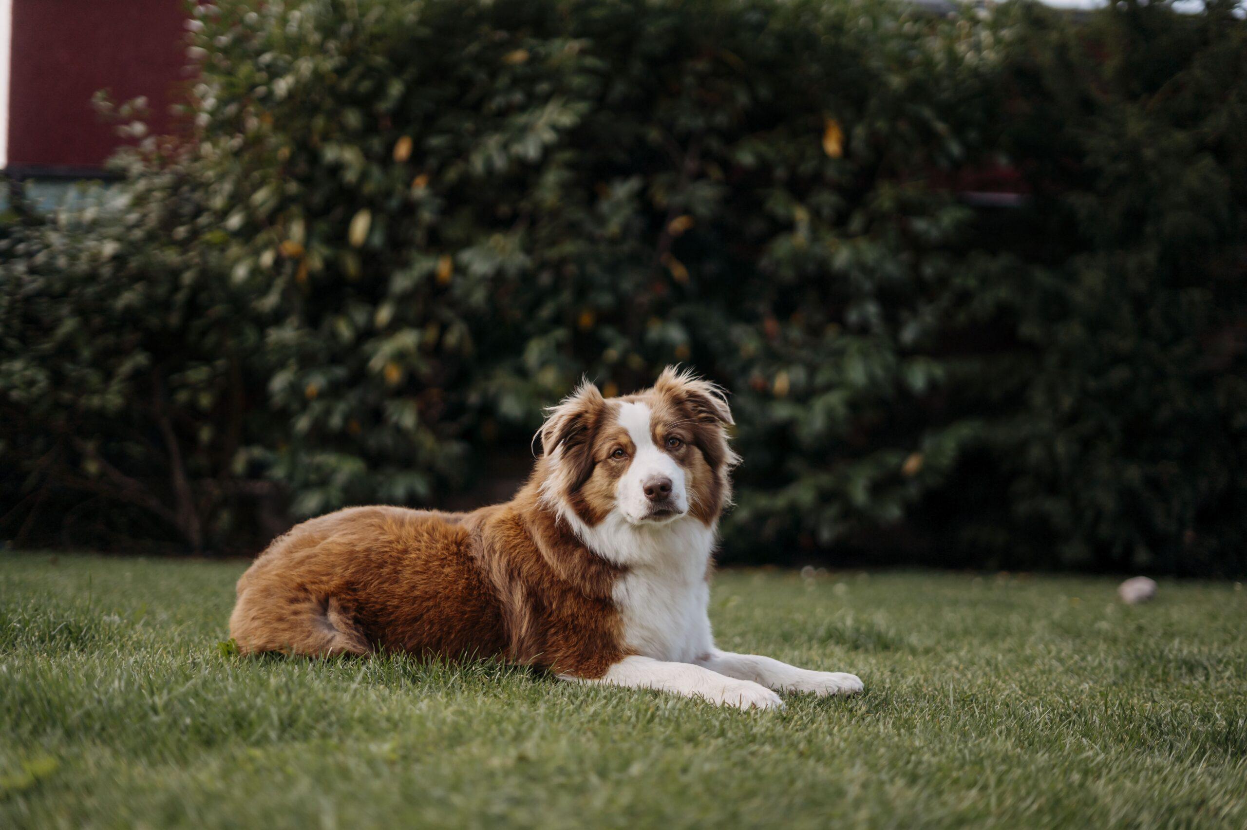 Chovatelská stanice Cucaramacara - Australský ovčák
