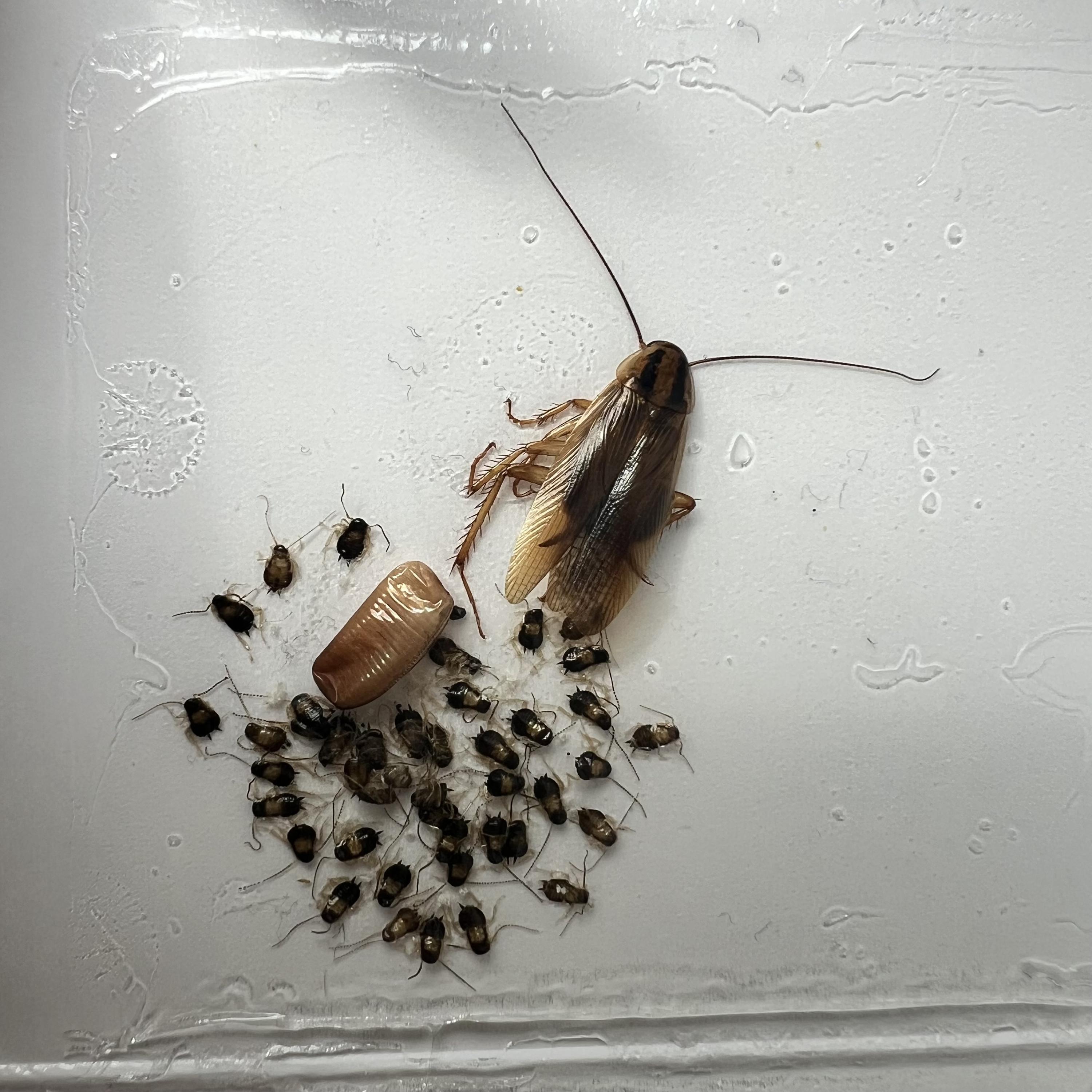 Stop štěnicím - deratizace, dezinsekce, dezinfekce foto 6