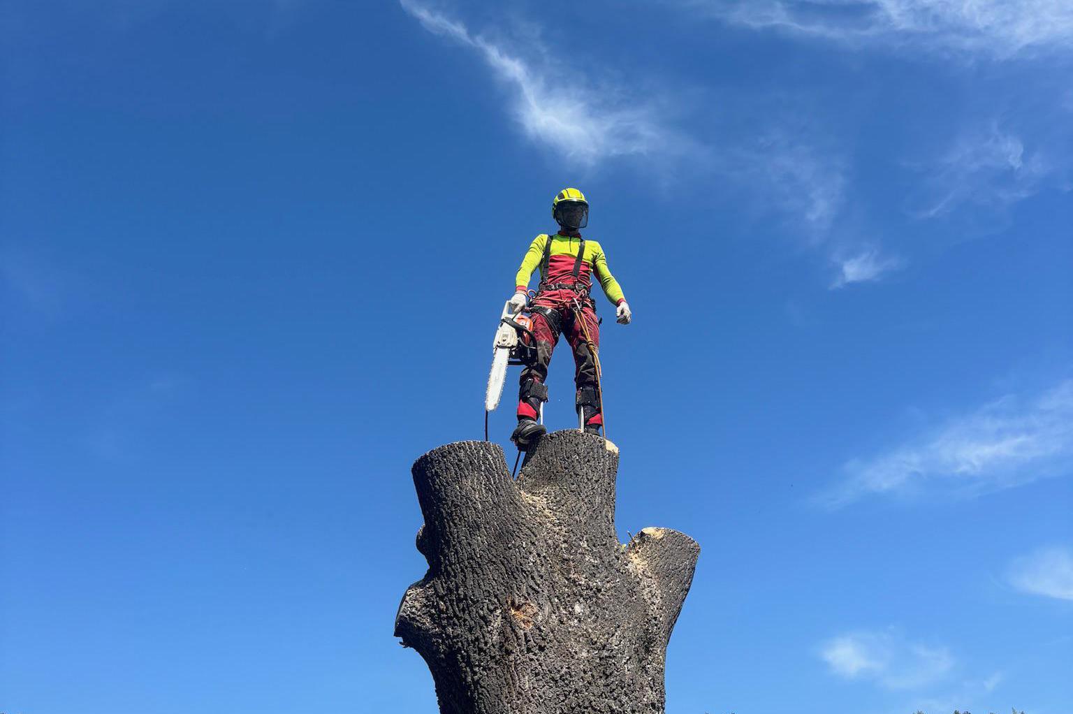 Rizikové kácení Martin Homolka