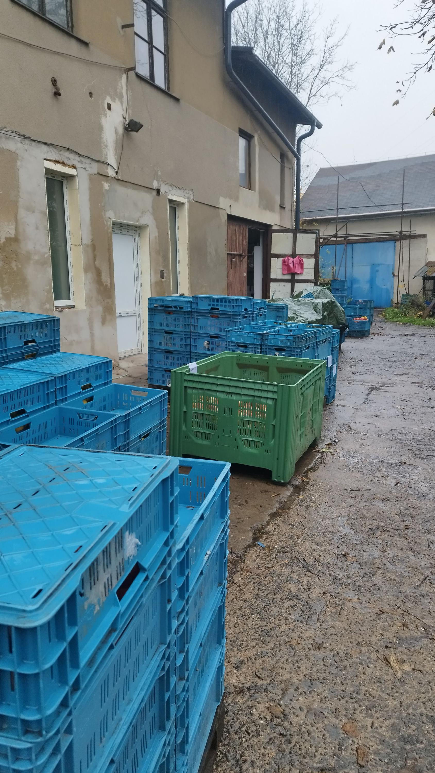 Jablka Ježek foto 6