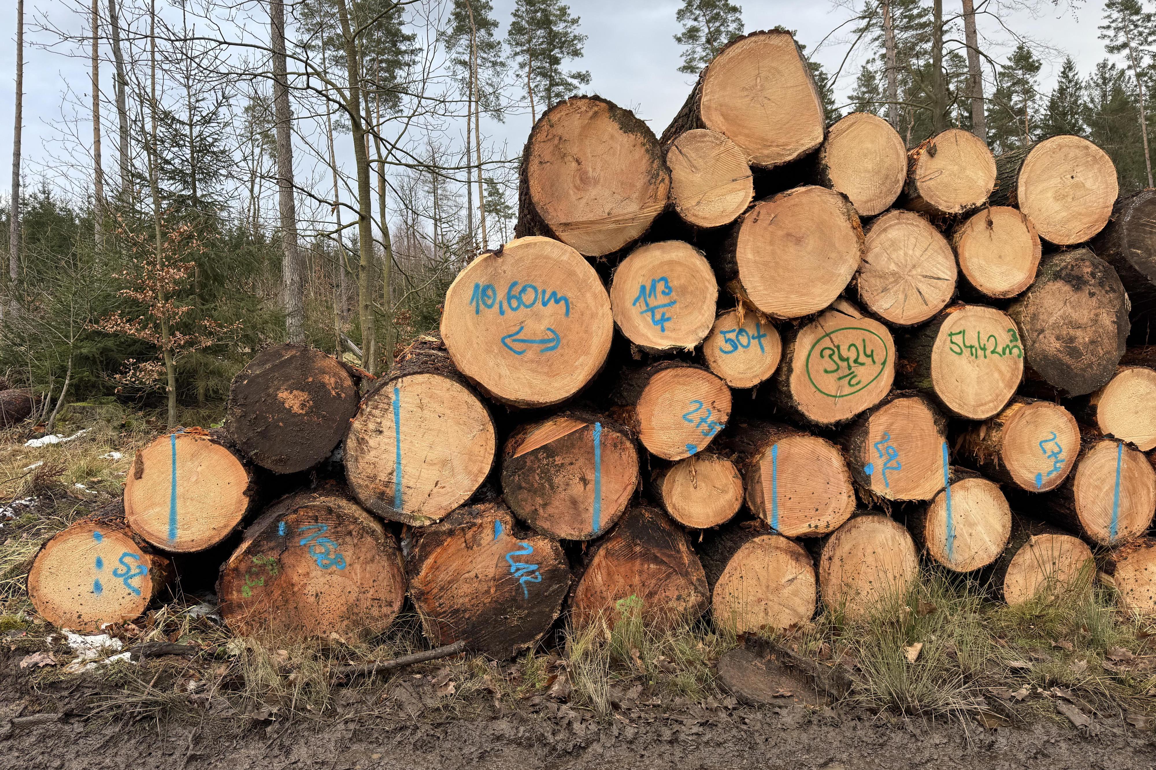 Těžba dřeva, rizikové kácení - Andrusiv