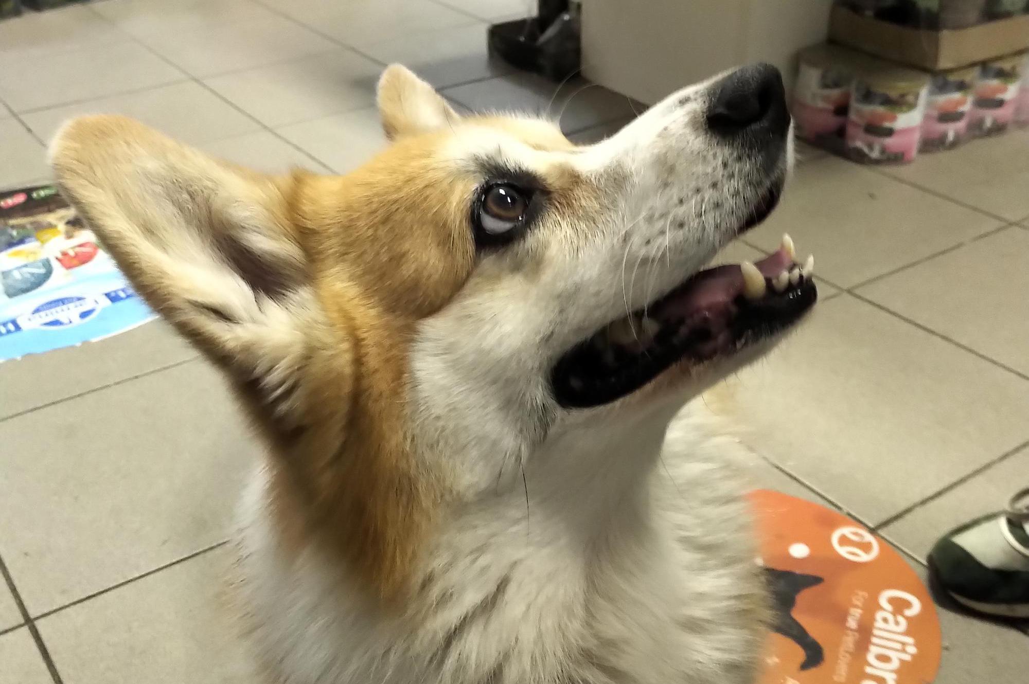 Chovatelské potřeby RedCat