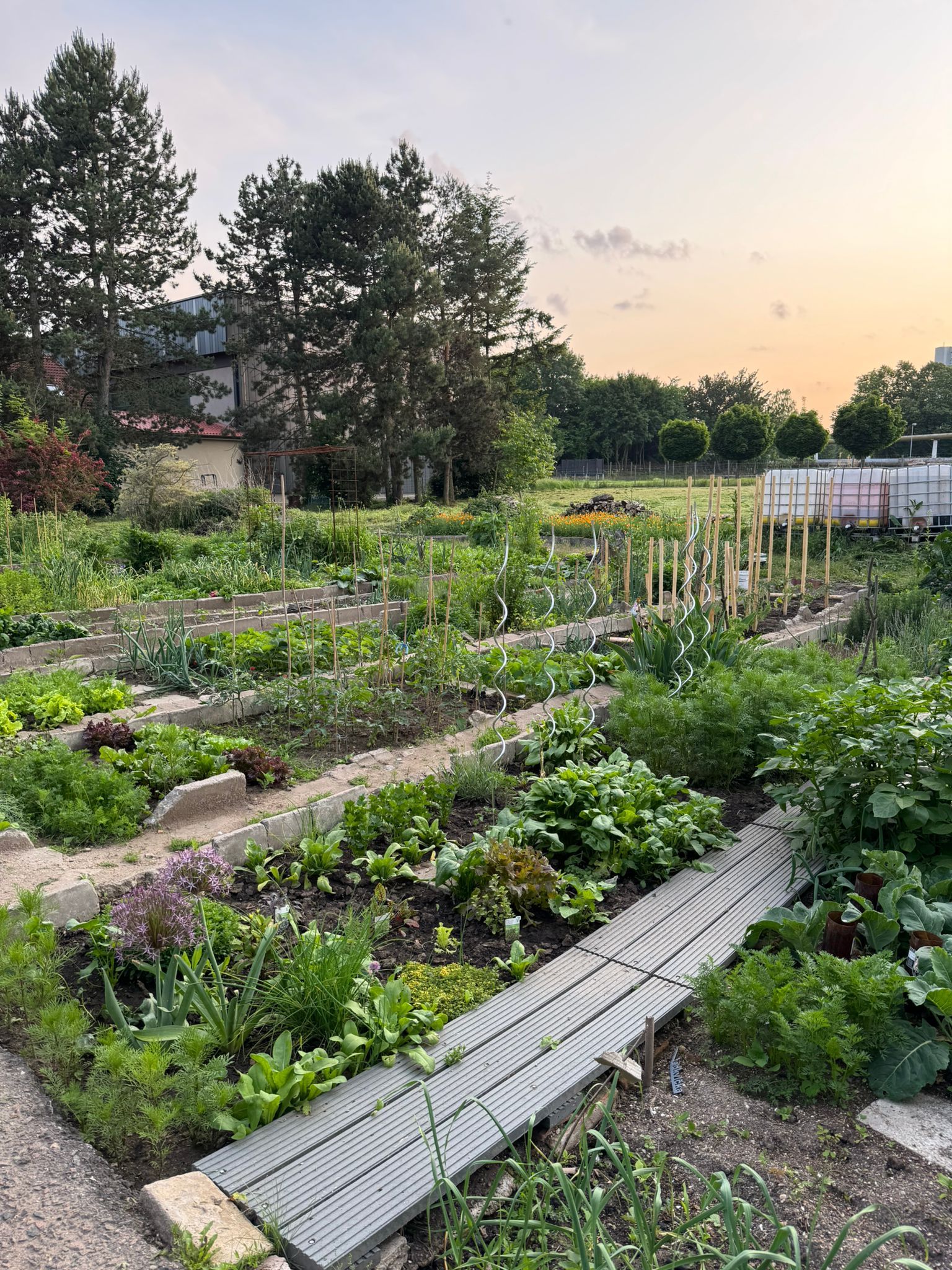 Zahrada ve městě - komunitní zahrada foto 2