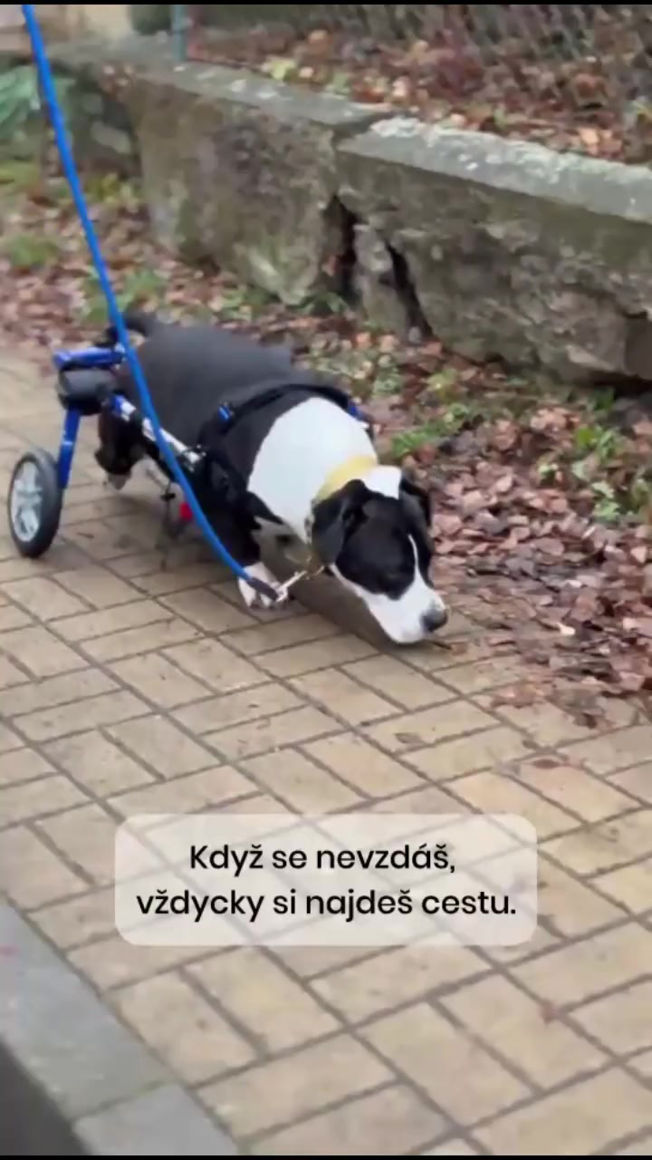 Pomahamezitlepe.cz foto 2 (náhled videa)