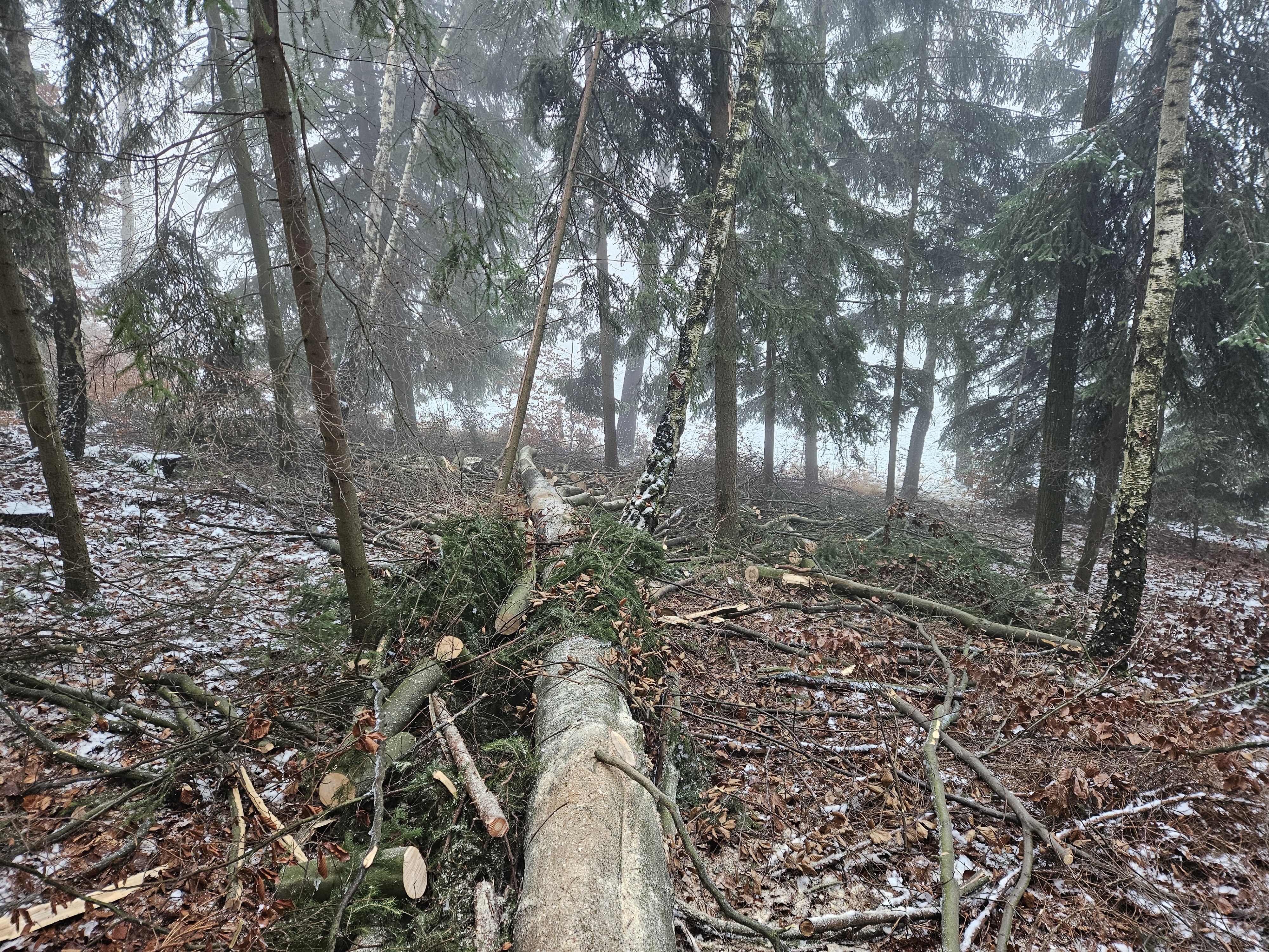 Rizikové kácení a ořez stromů Šimon Lenczyk foto 2