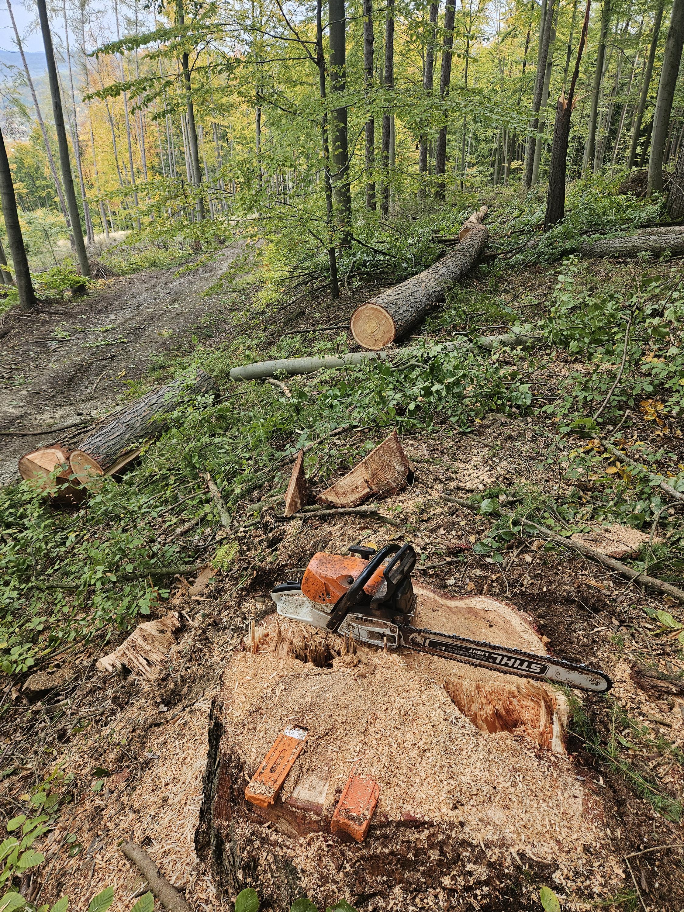 Rizikové kácení a ořez stromů Šimon Lenczyk foto 4