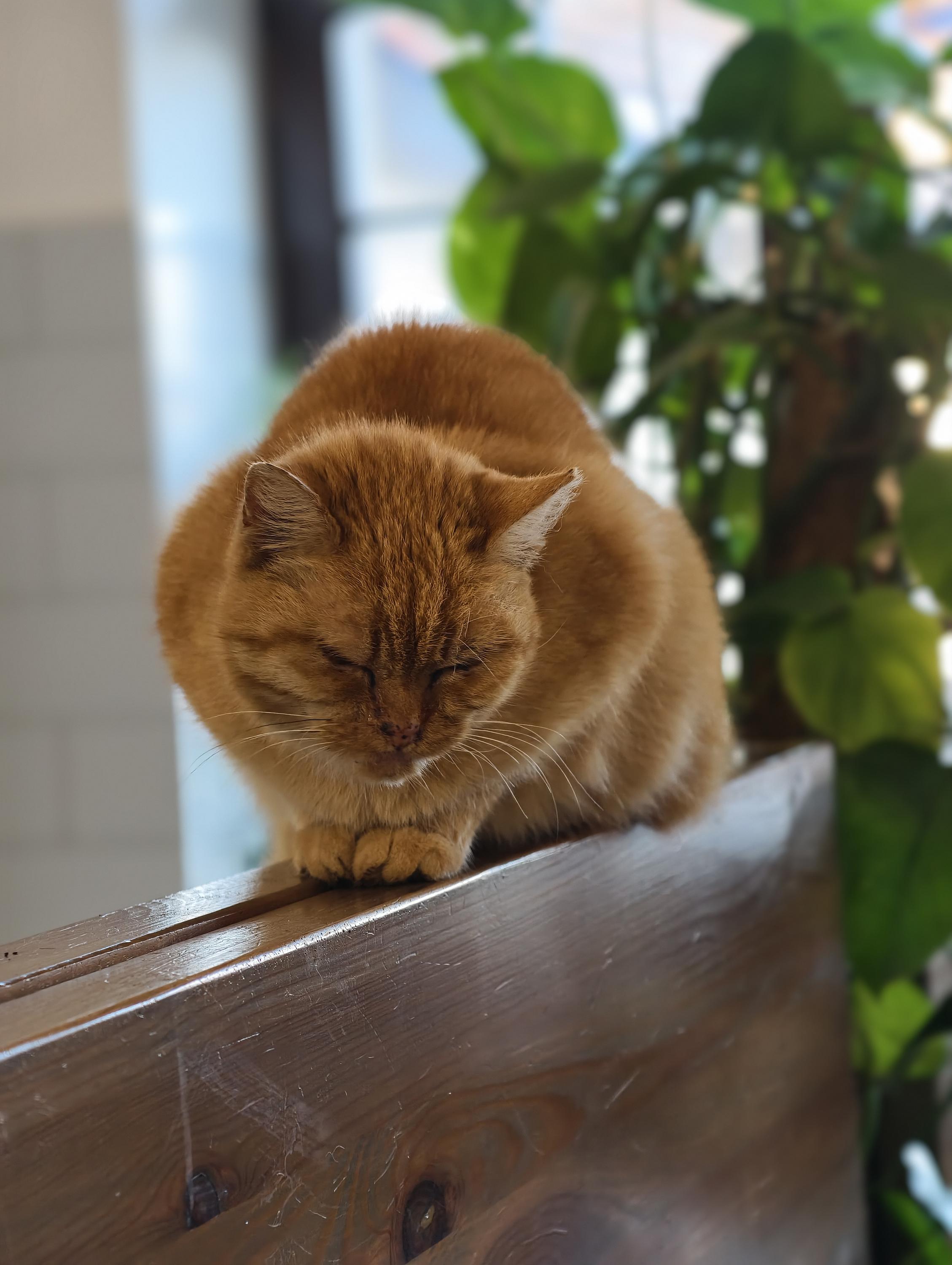 Veterinární klinika Maradovi foto 5