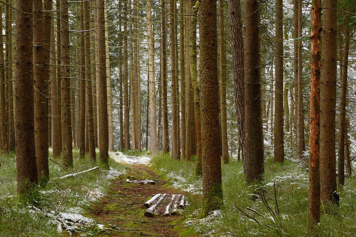 Prodej lesních pozemků Strážná,okr. Ústí n/Orlicí