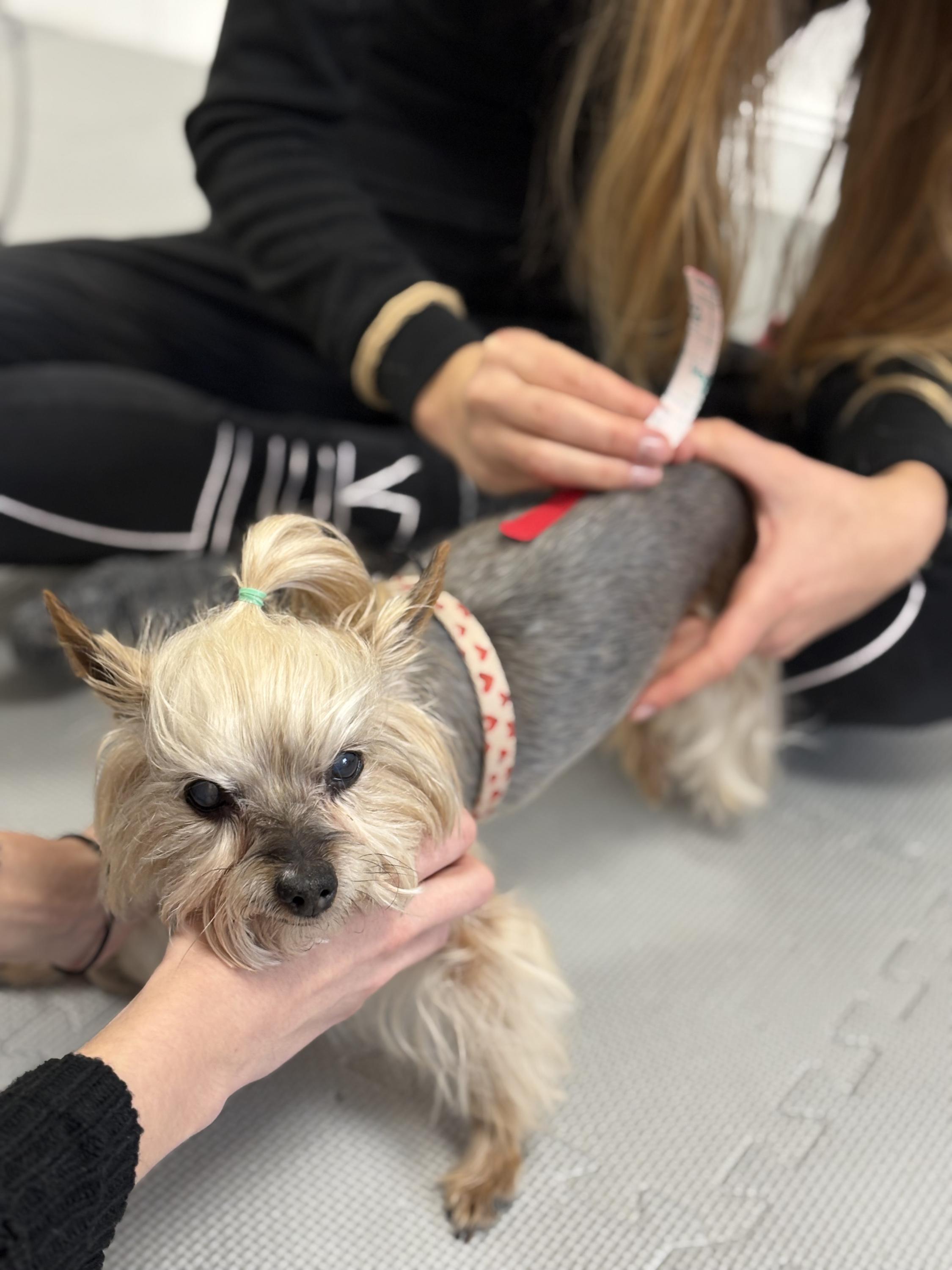 Royal Vet Physio - fyzioterapie zvířat foto 4