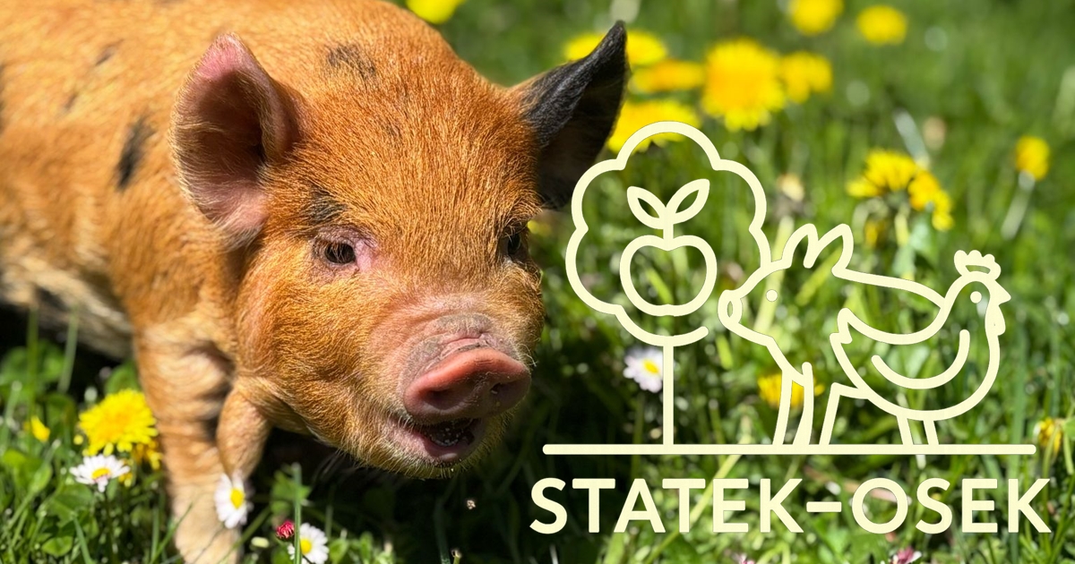 Statek-Osek foto 2