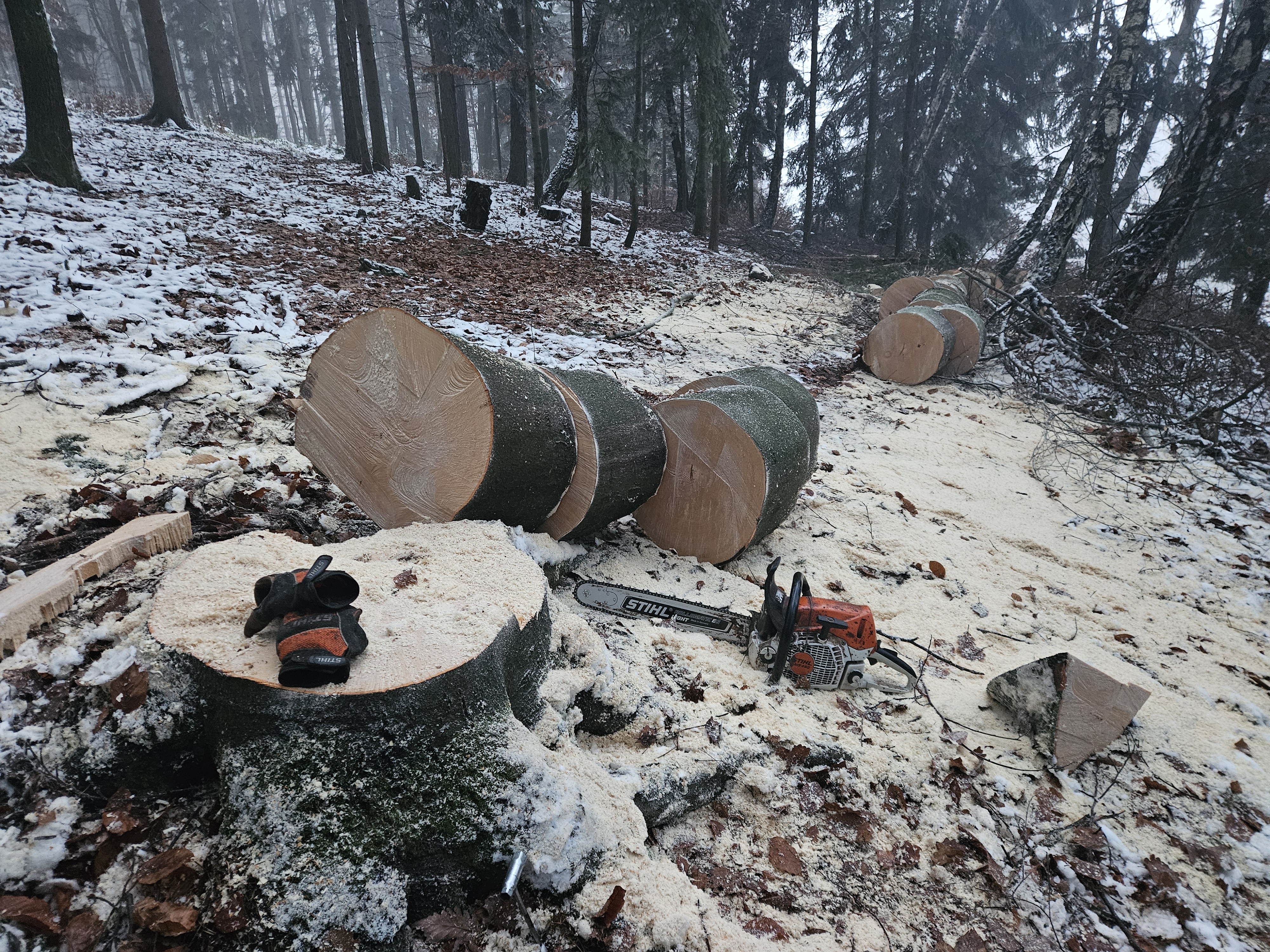Rizikové kácení a ořez stromů Šimon Lenczyk foto 4