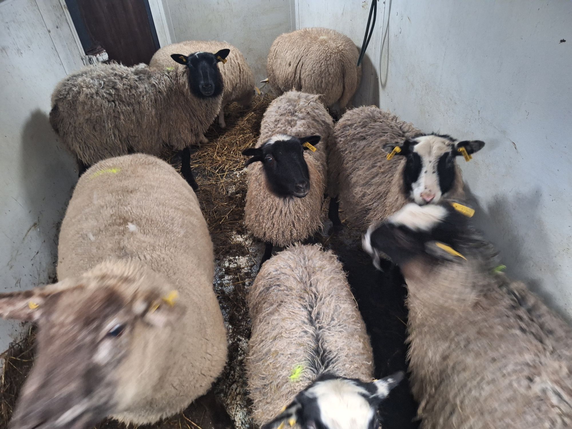 Rodinný Statek Hajných foto 2