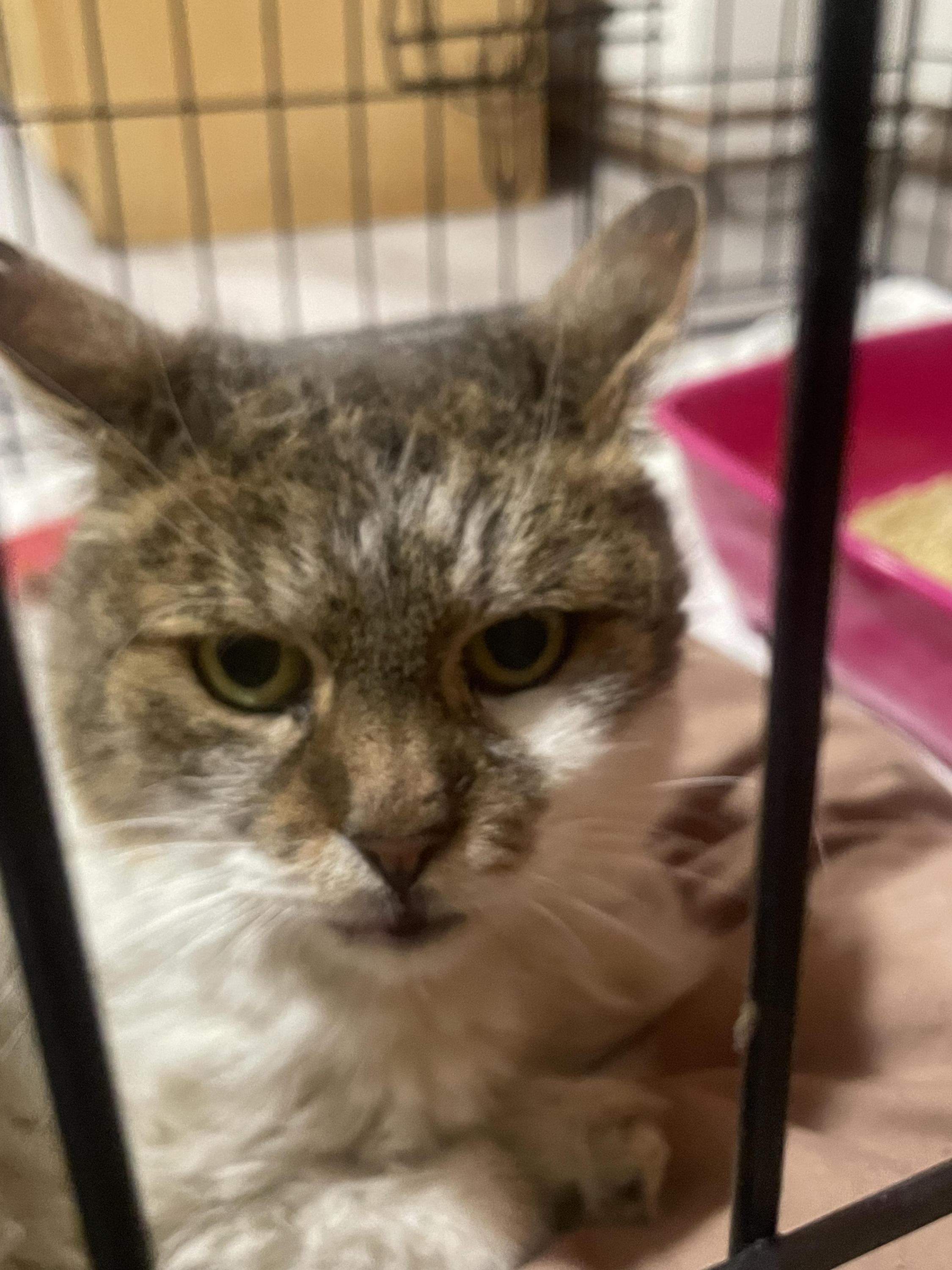 Tlapkárium z.s. foto 4