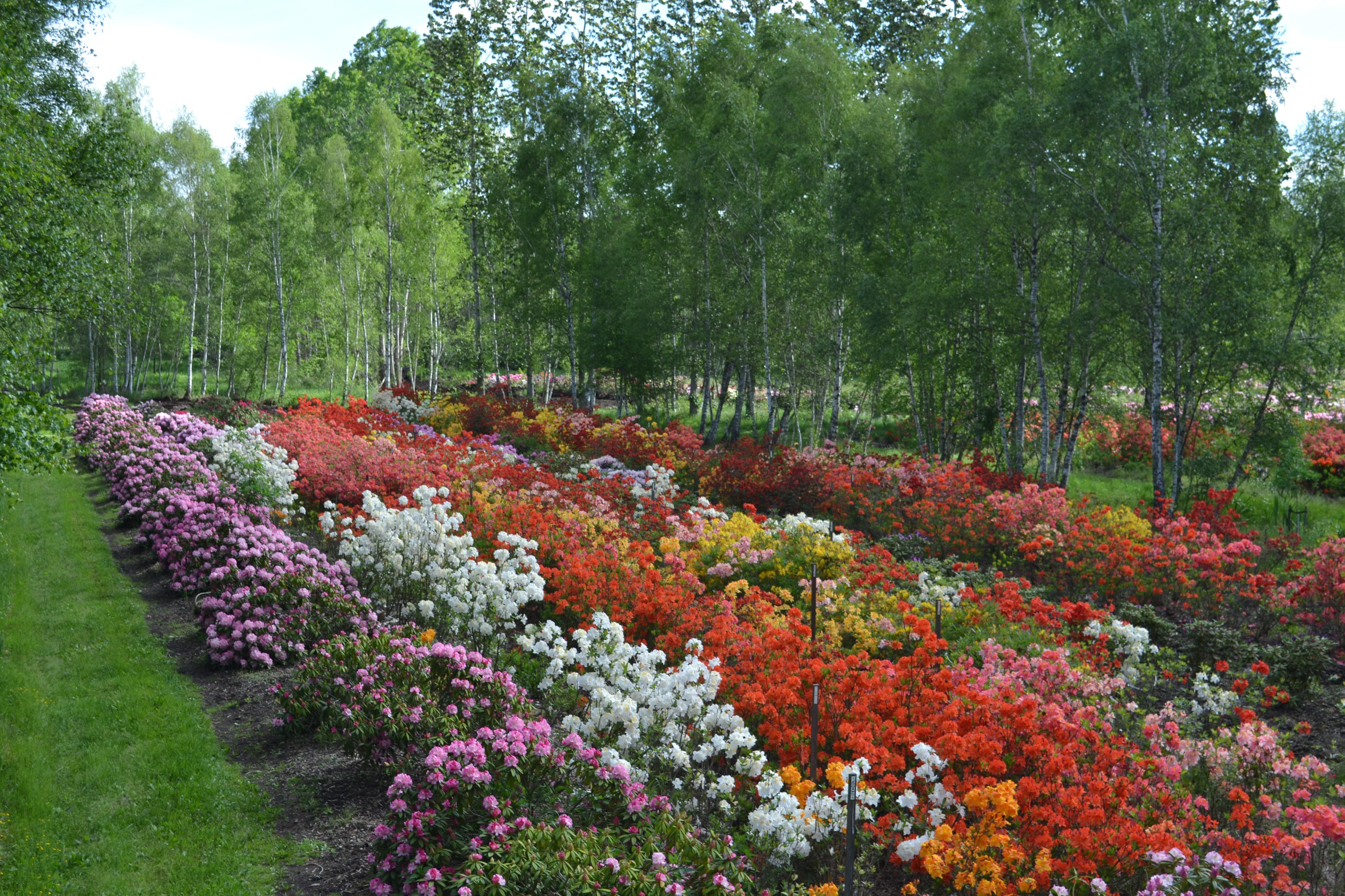 Ivo Tábor - odolné rododendrony foto 2
