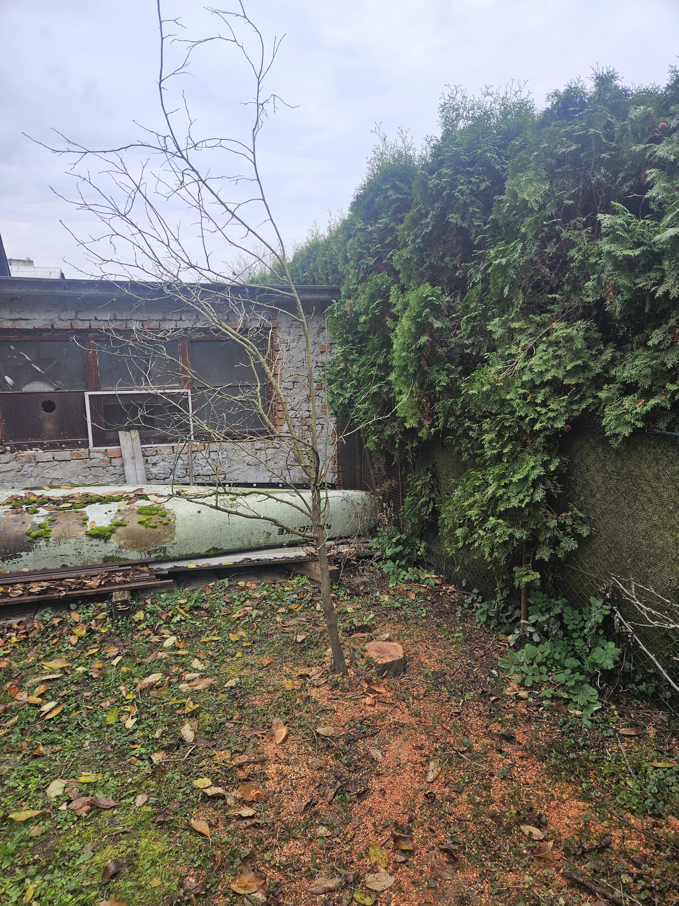 Rizikové kácení a ořez stromů Šimon Lenczyk foto 5