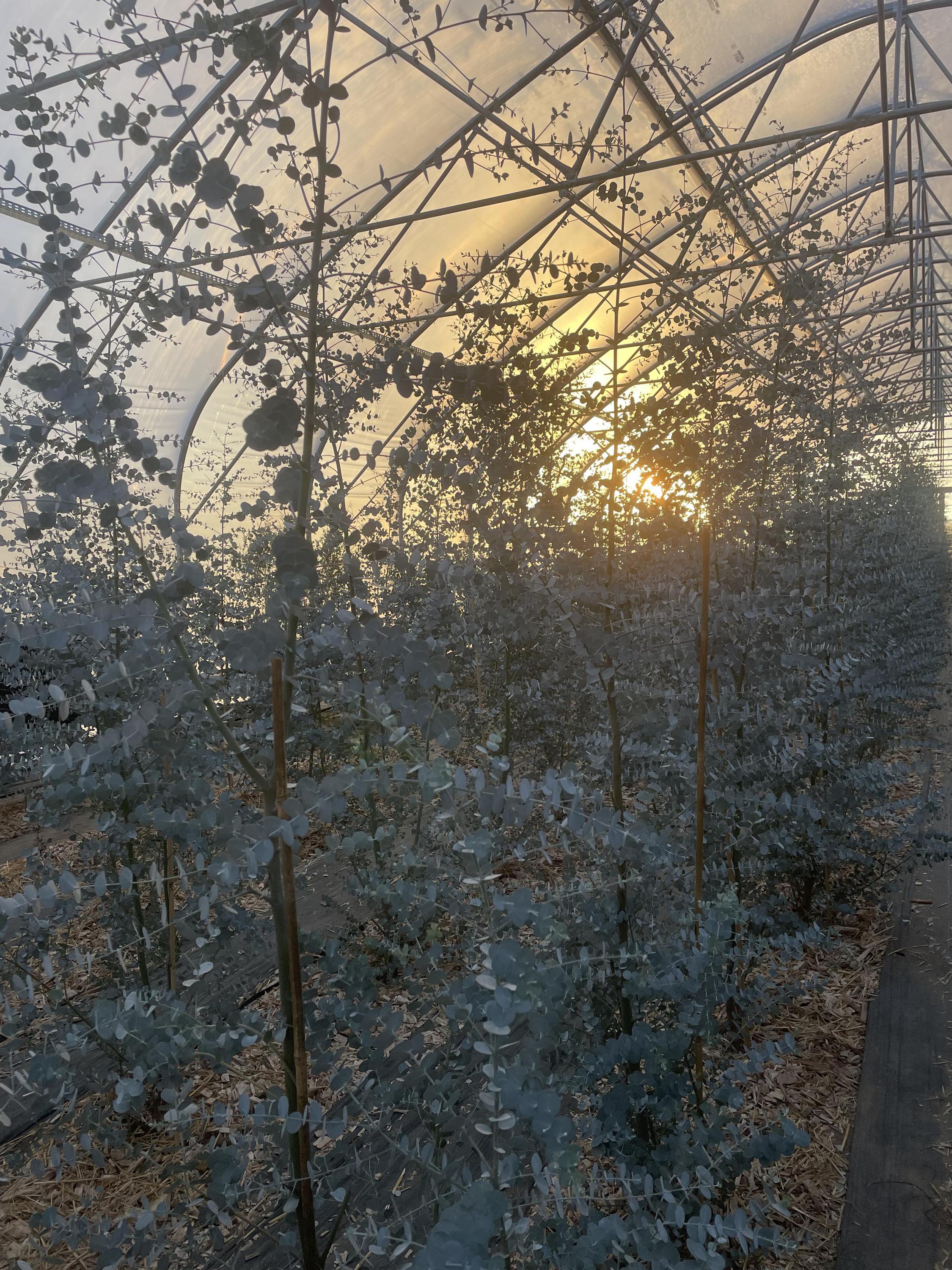 Eukalyptová farma foto 2