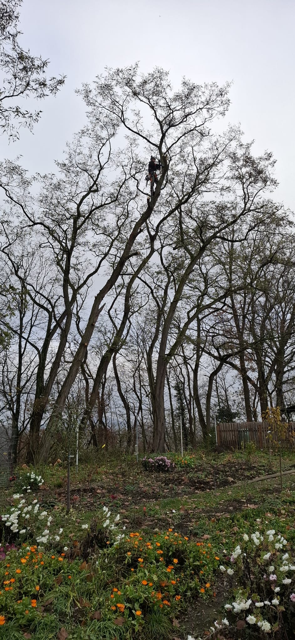 David Bárta Výškové práce foto 4