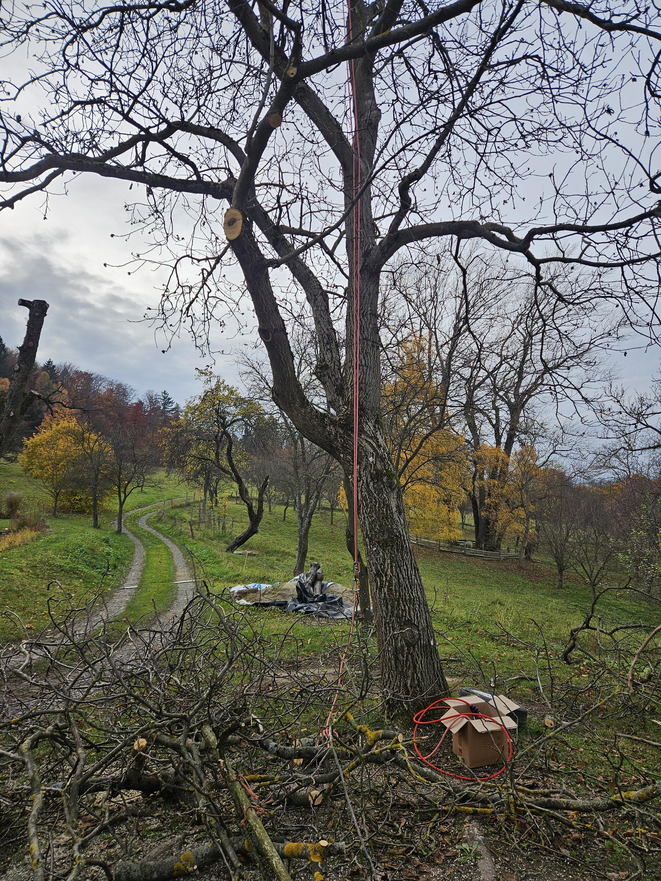 Rizikové kácení a ořez stromů Šimon Lenczyk foto 3