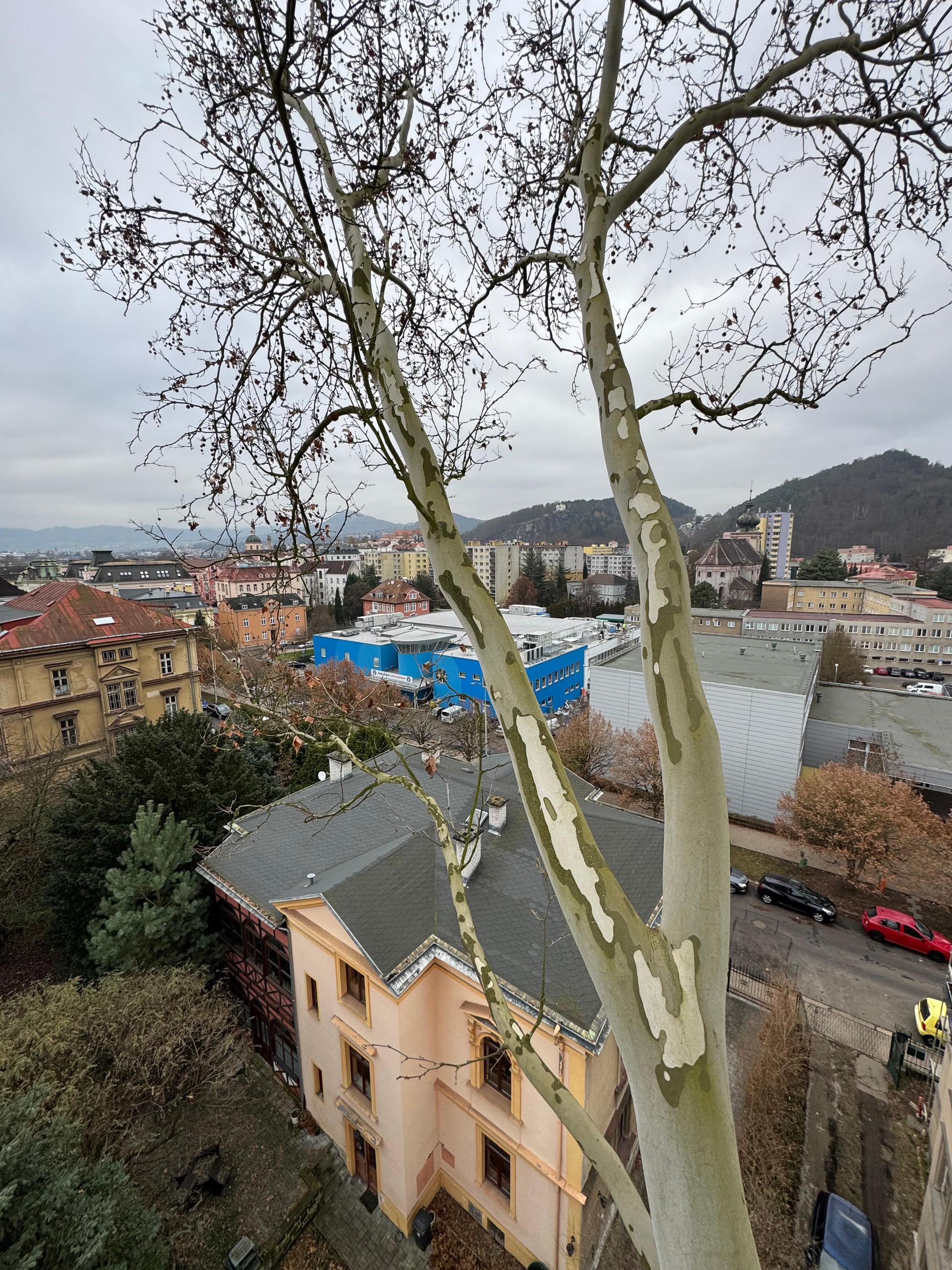 Ledvajs - Arboristika a Výškové práce foto 2