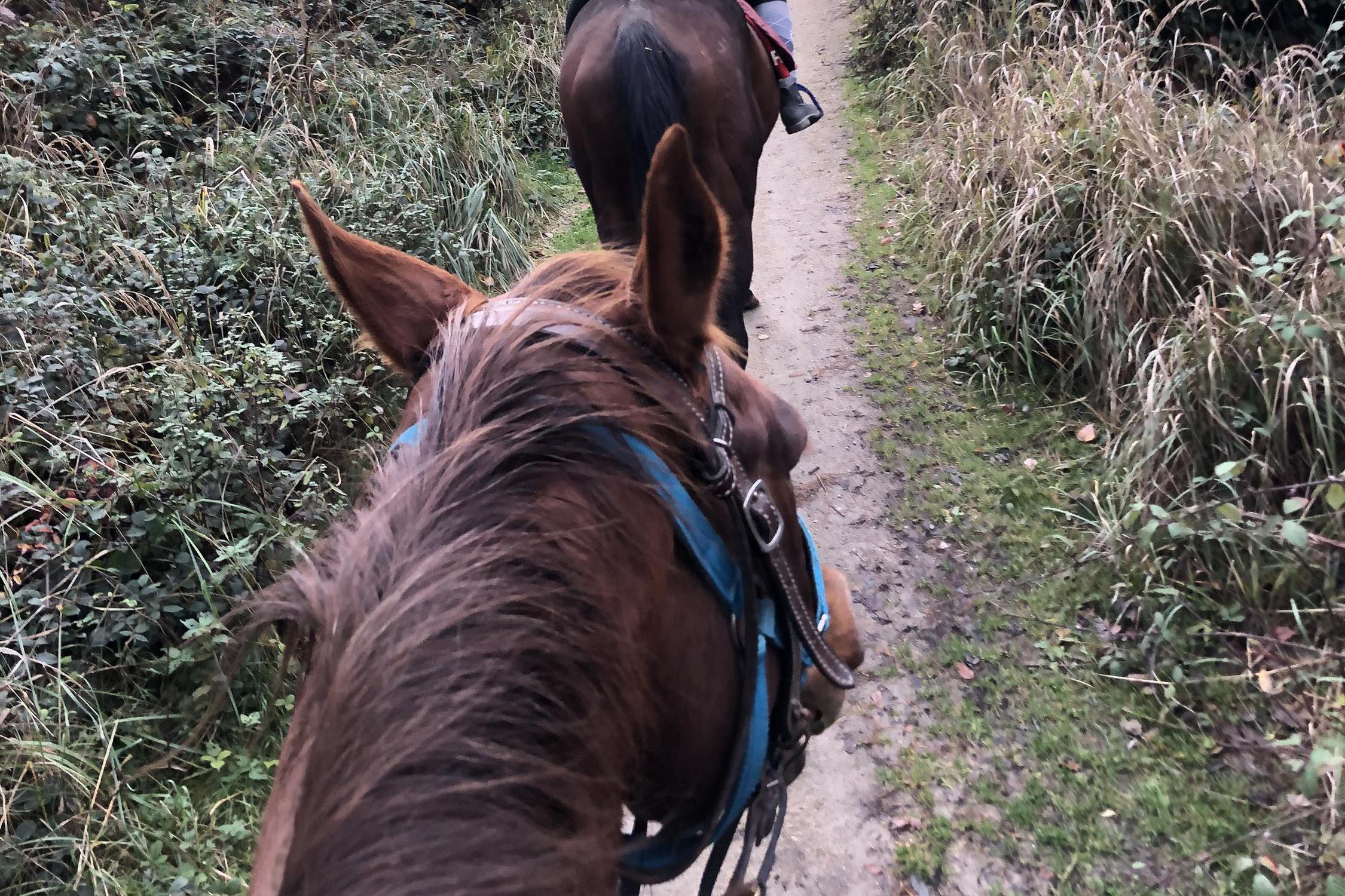 Jezdecký klub Biofarma Březová, z.s.