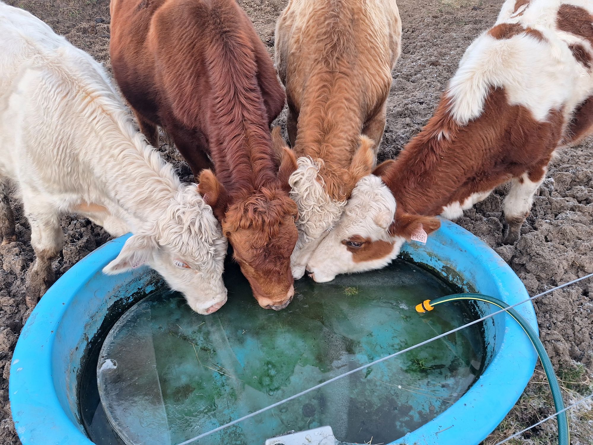 Rodinný Statek Hajných