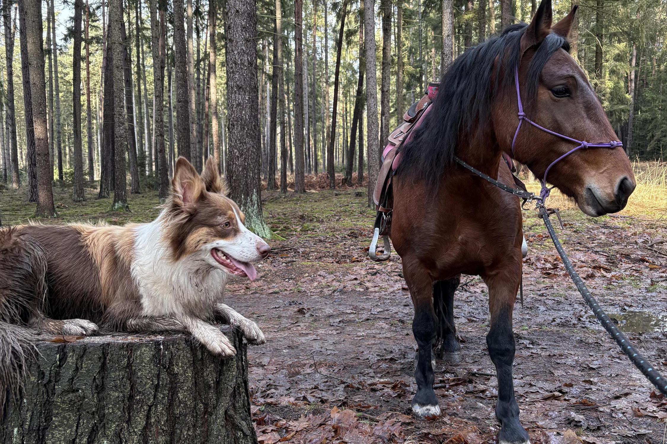 Ranč Dolní Jelení