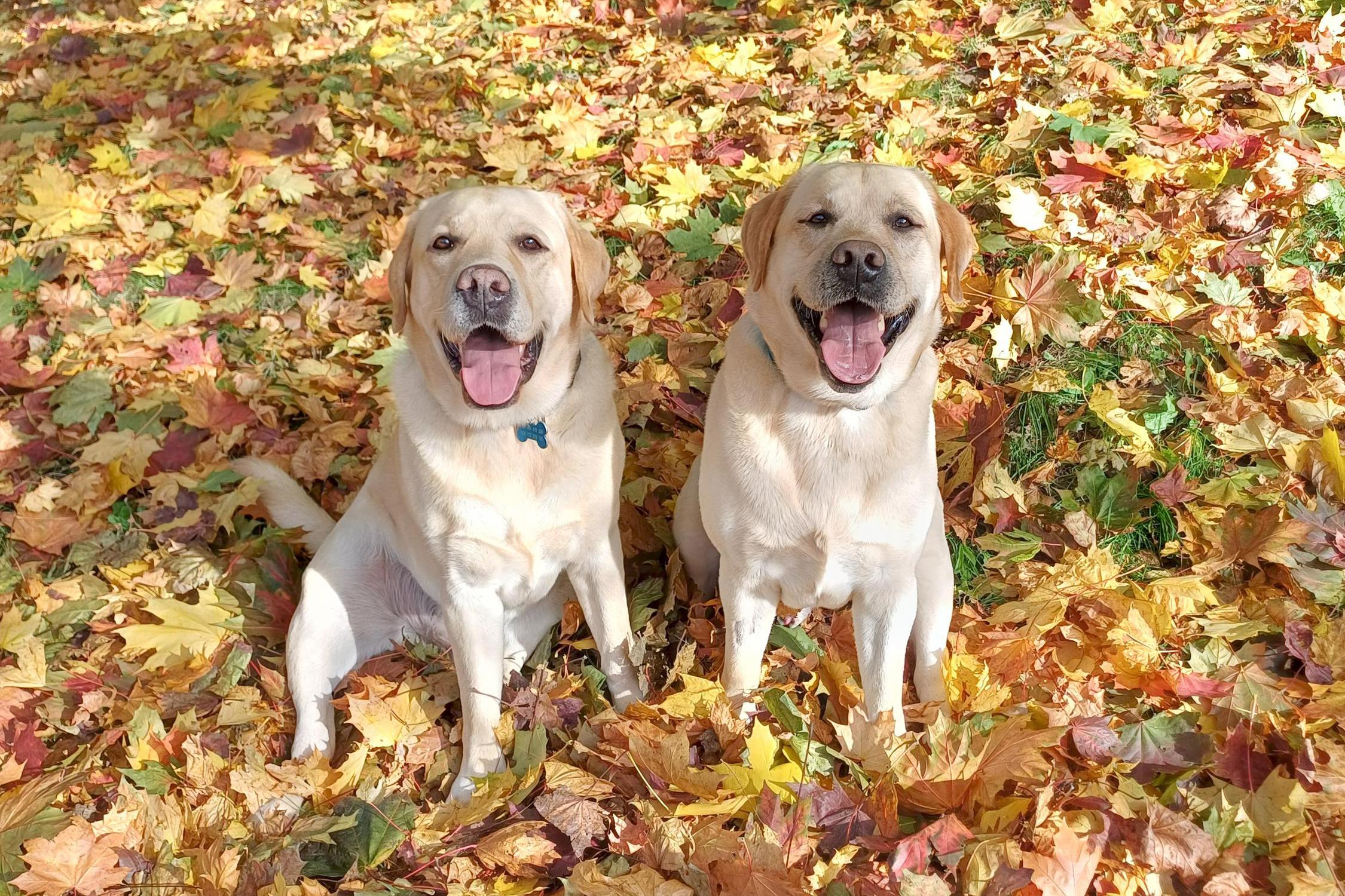 Veterina Čakovice MVDr Petra Dolejšová