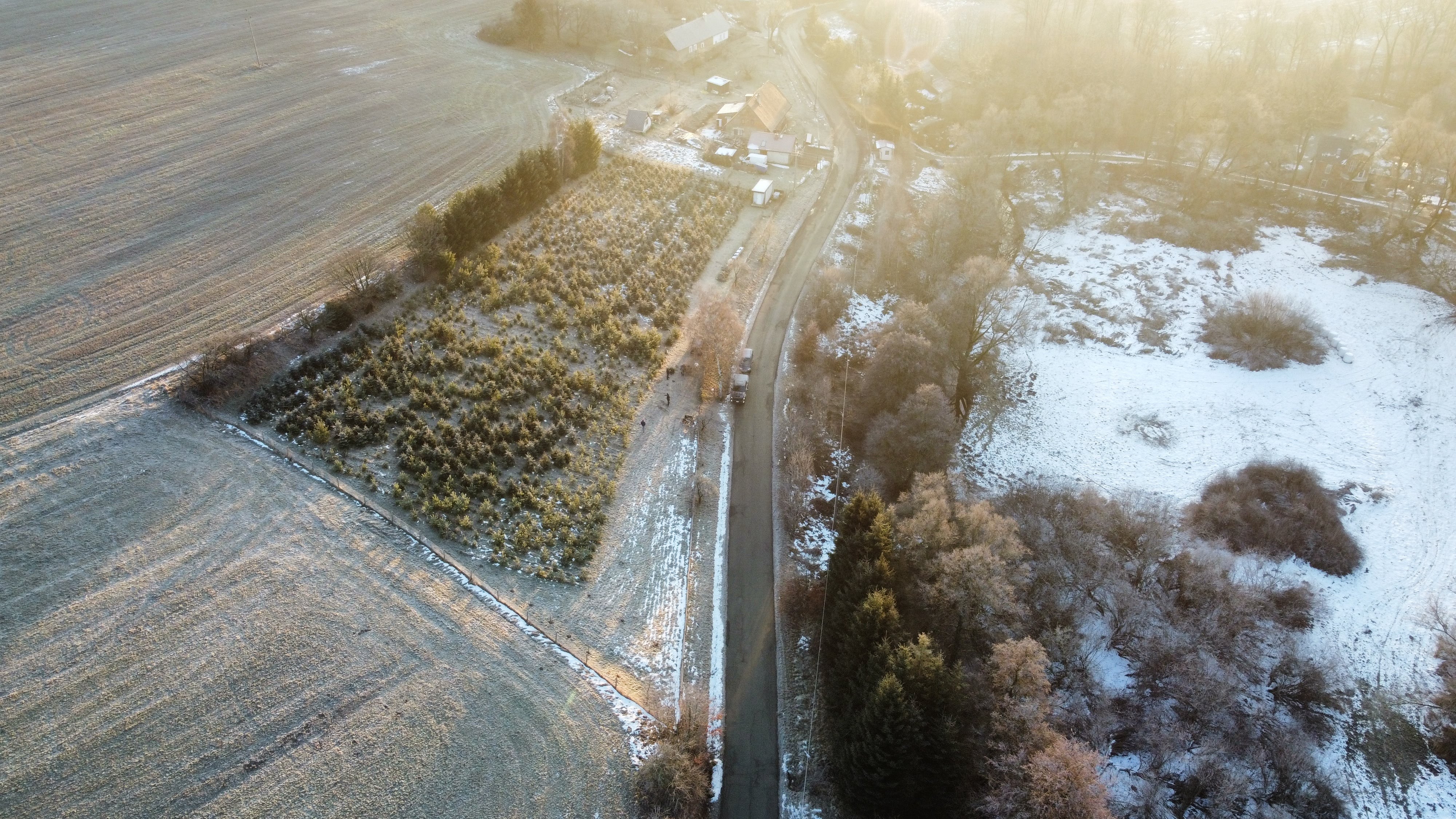 Rodinná plantáž vánočních stromků Olešnice foto 1