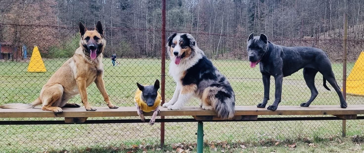 ZKO 438 Karlovy Vary - Stará Role foto 4