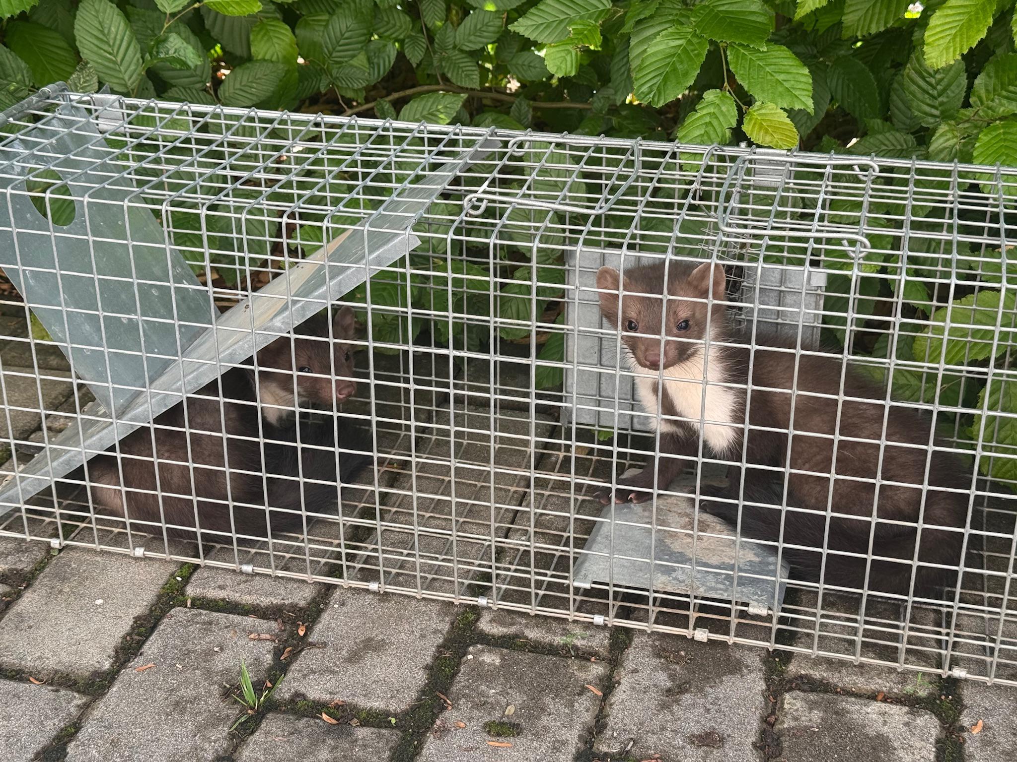 Deratizace a dezinsekce Pavel Šibor foto 2