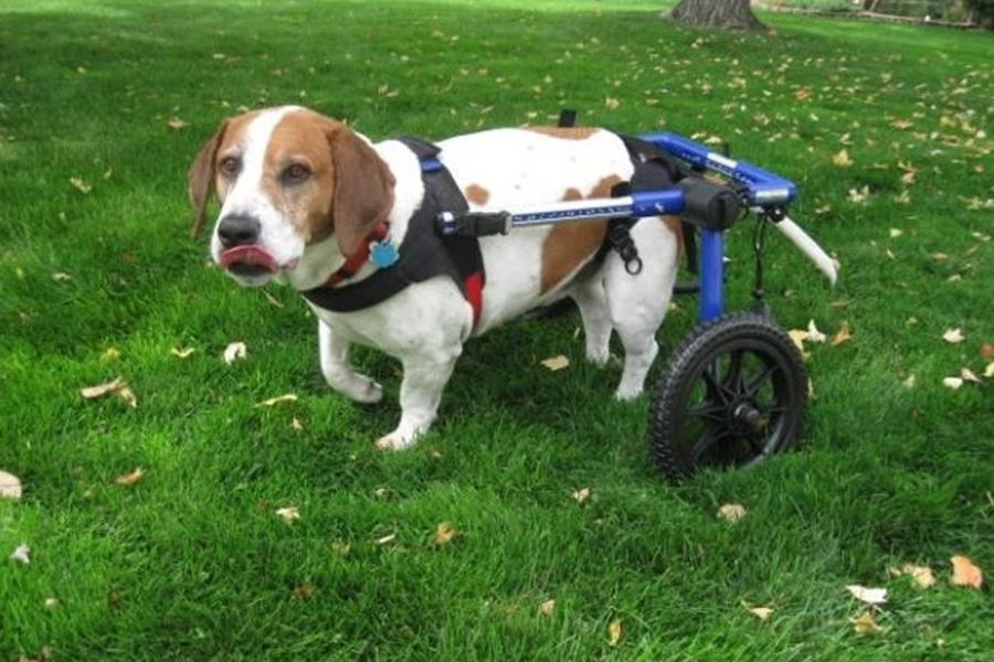 Pronájem invalidního vozíku pro psy