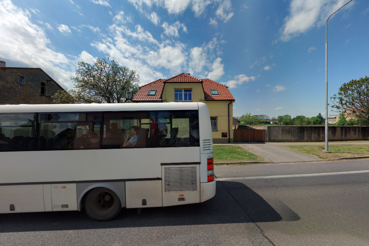 Kleoma Květiny foto 5