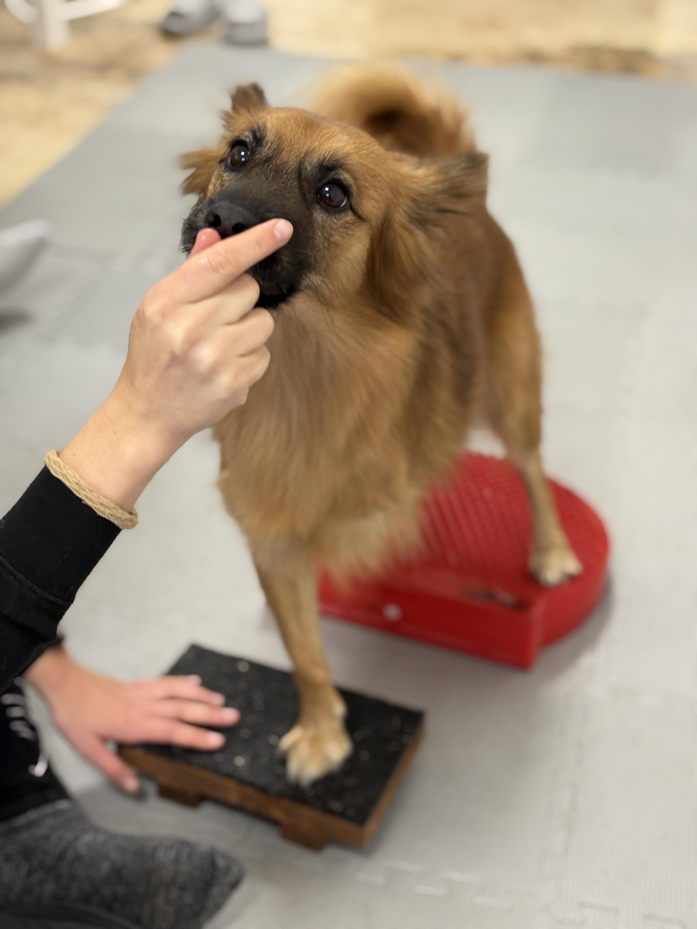 Royal Vet Physio - fyzioterapie zvířat foto 3