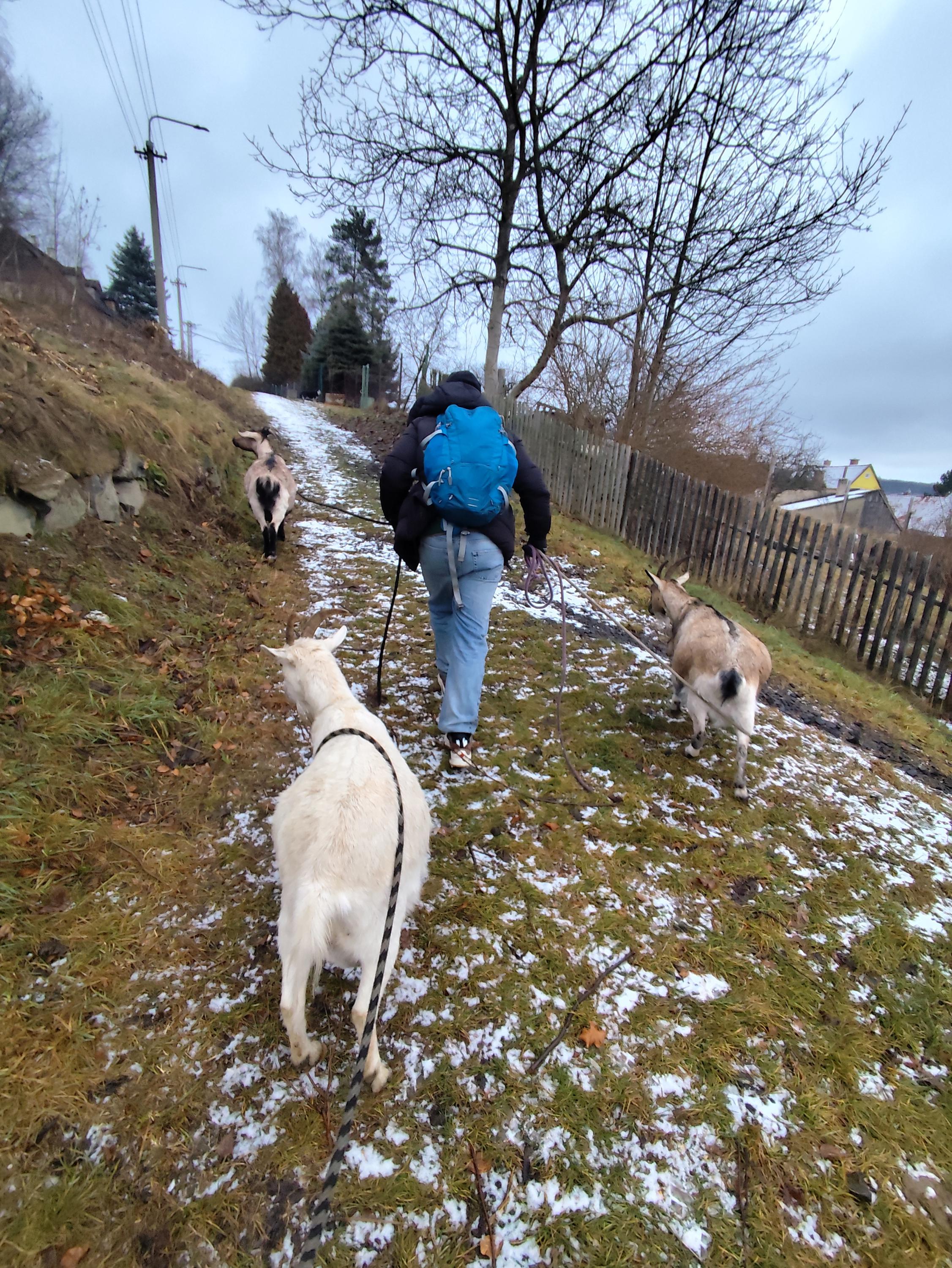 Půjčovna koz foto 3