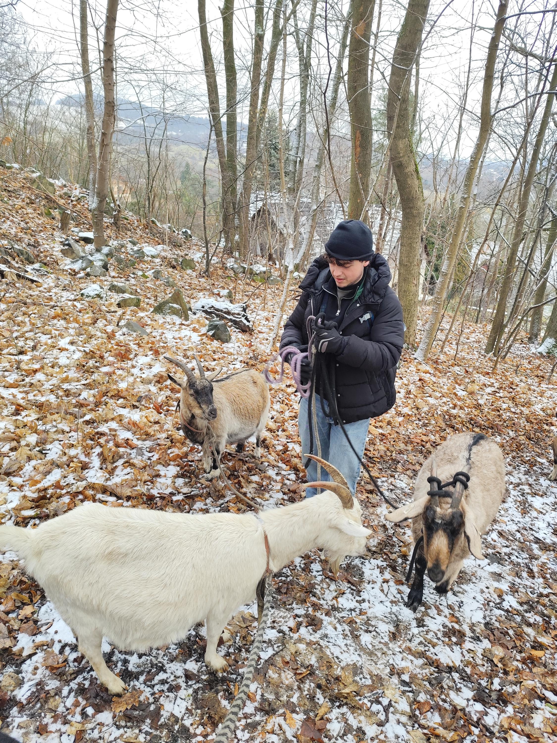 Půjčovna koz foto 2