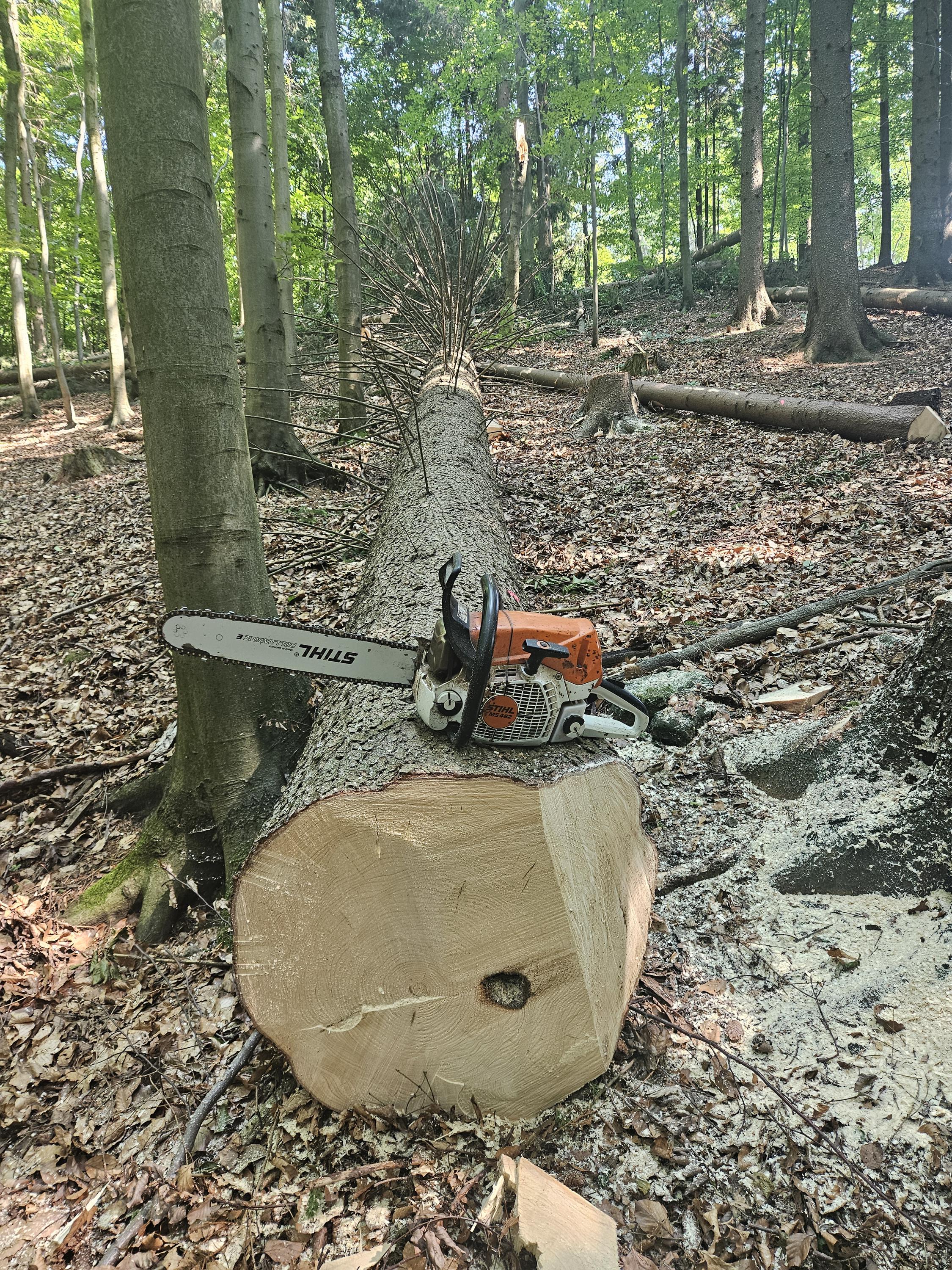 Rizikové kácení a ořez stromů Šimon Lenczyk foto 2