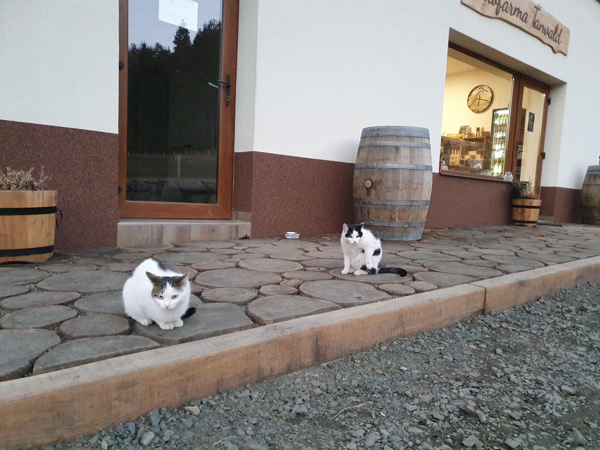 Ekofarma a jatka Tanvald - František Berka foto 5