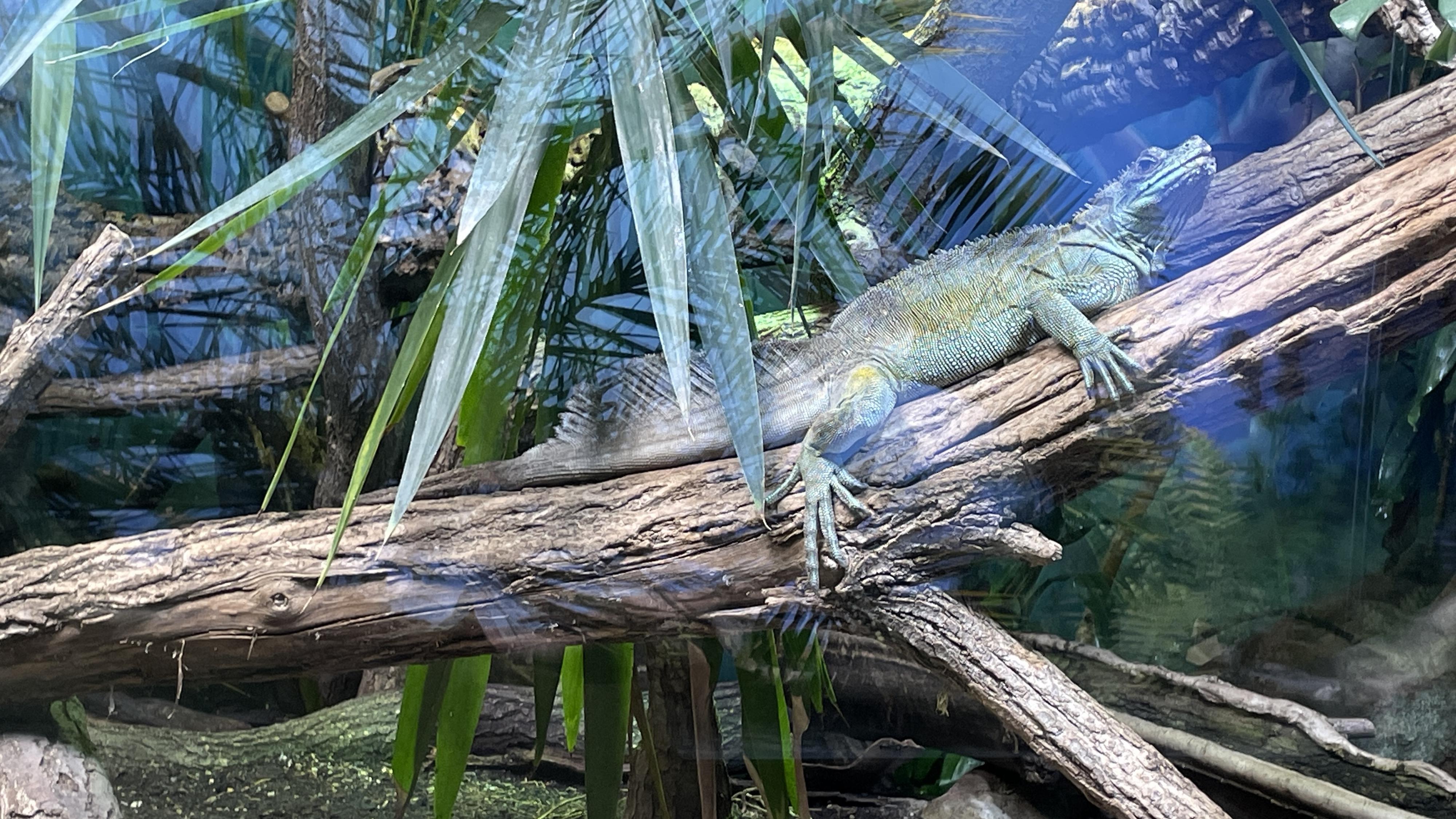 Zoologická zahrada a botanický park Ostrava foto 5