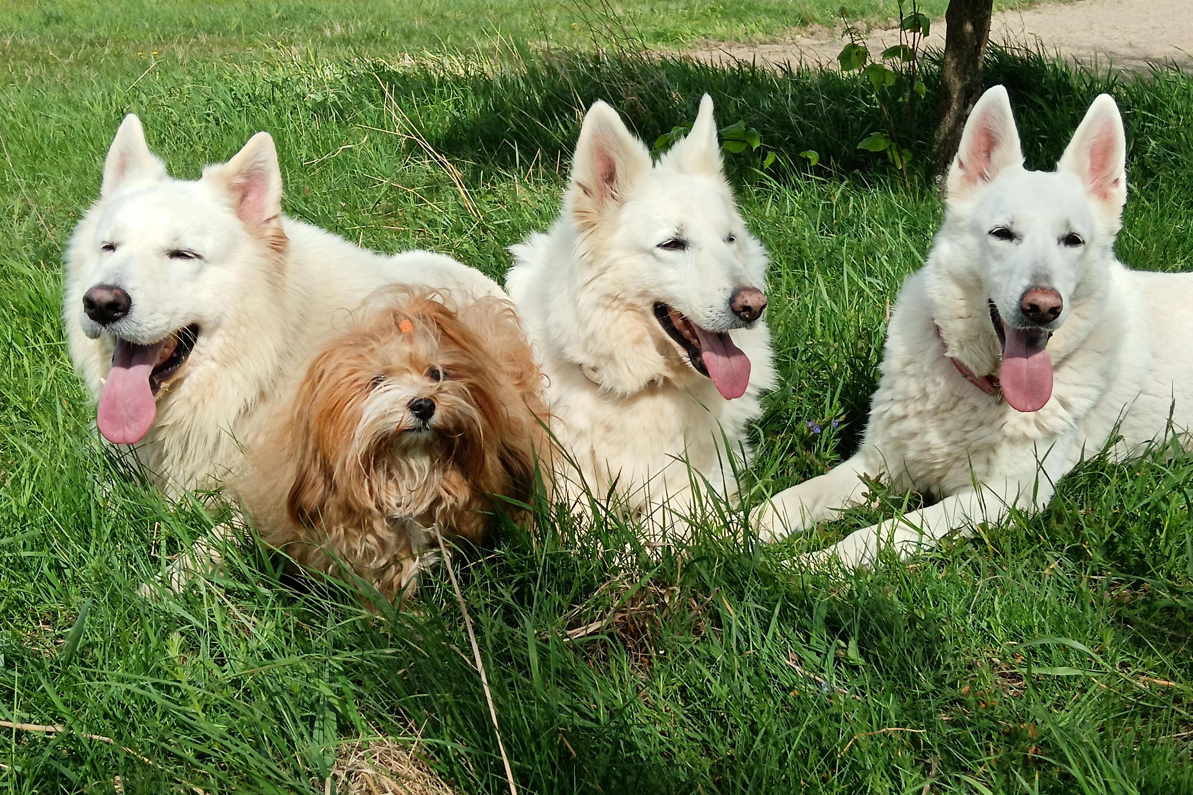 Kynologický klub Rosice