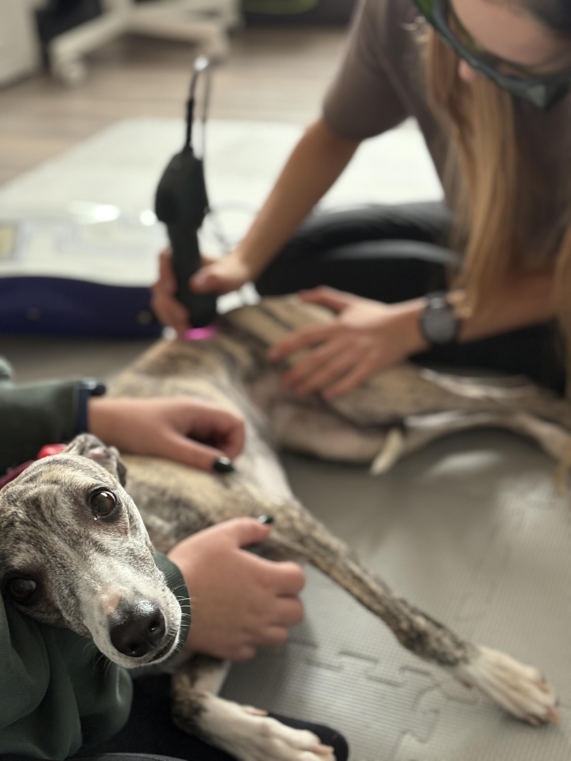 Royal Vet Physio - fyzioterapie zvířat foto 2