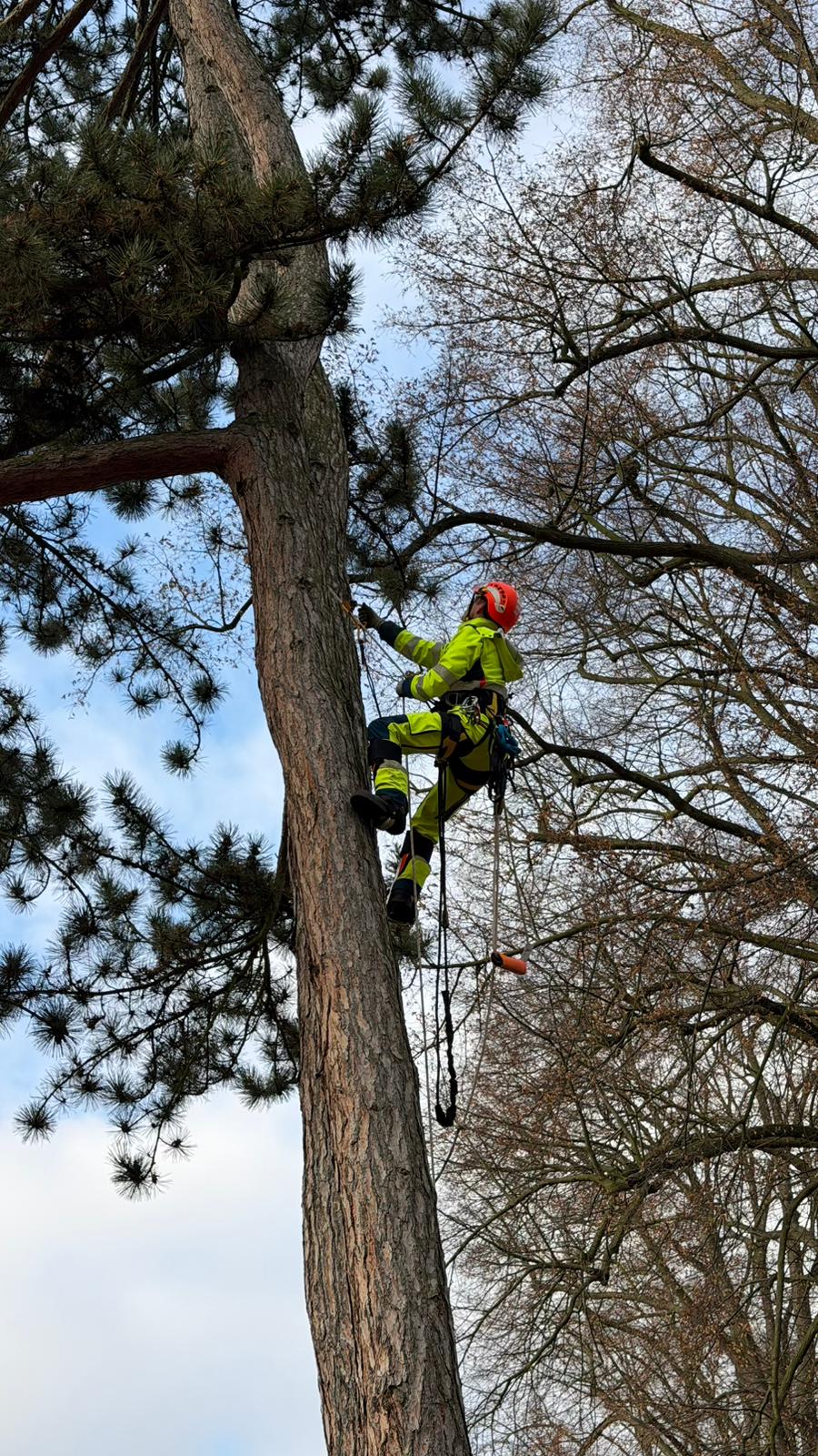 Ledvajs - Arboristika a Výškové práce foto 6